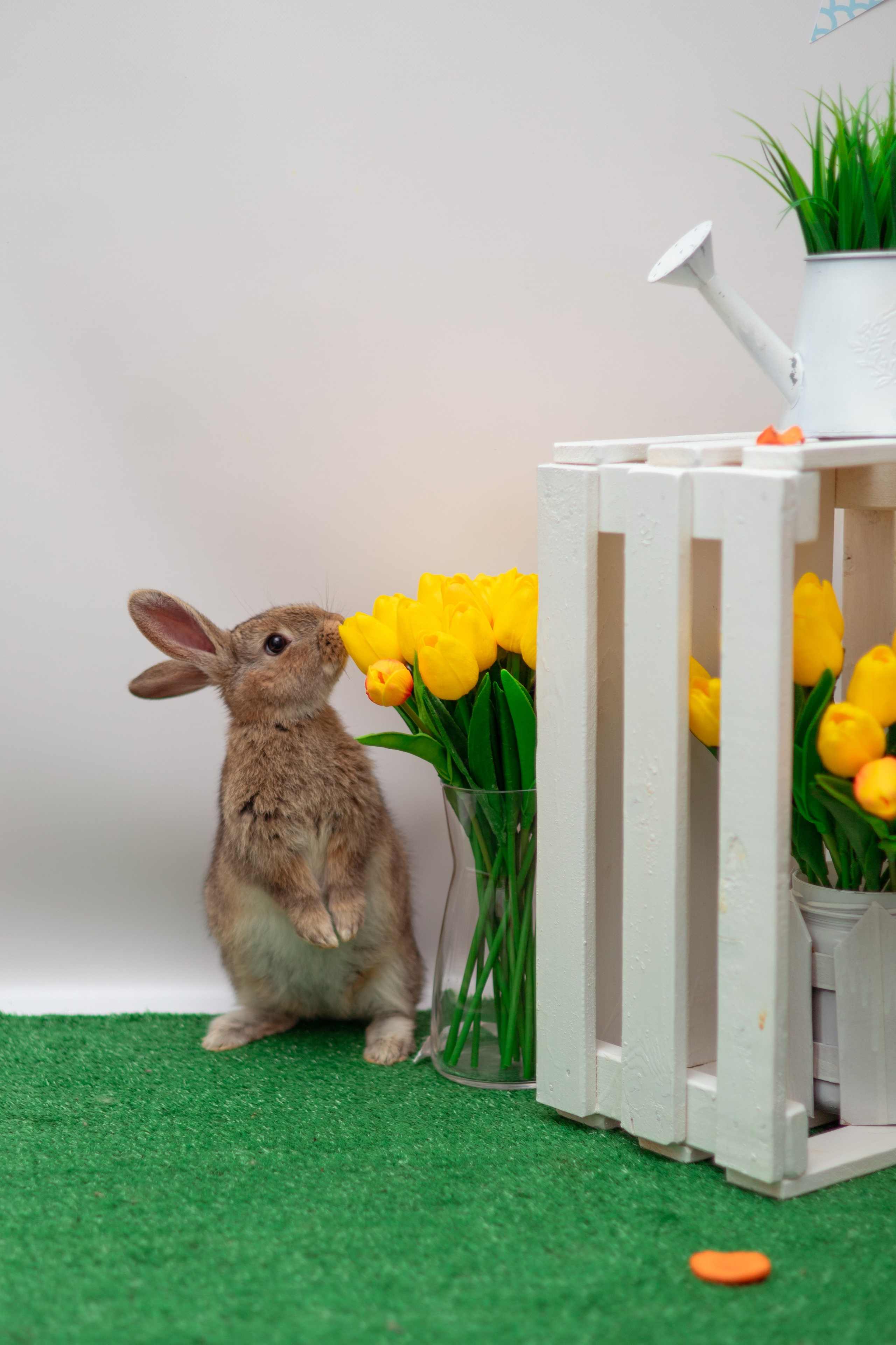Злата кролики. Семейный и детский фотограф в Михайловке Татьяна Лестьева
