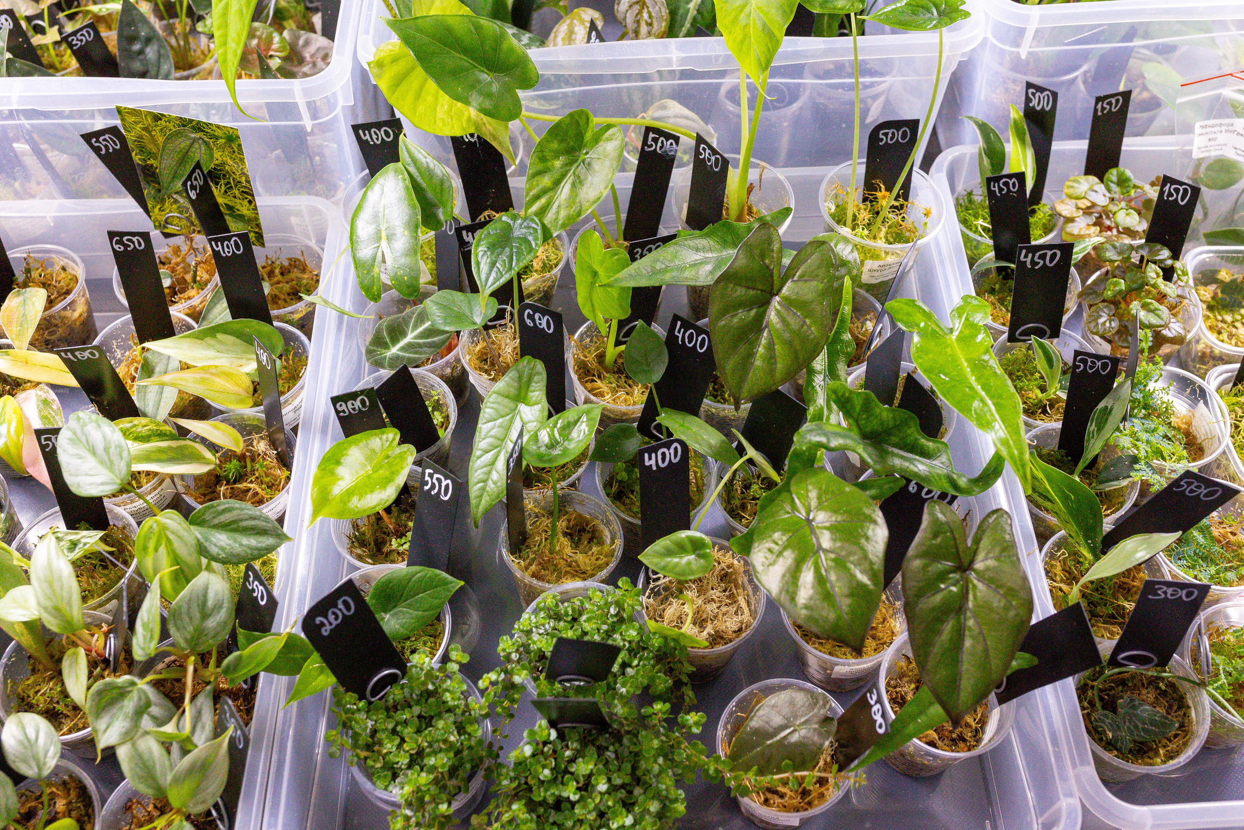 Монстериум 11–12 октября. Александра Куликова фотограф, Москва