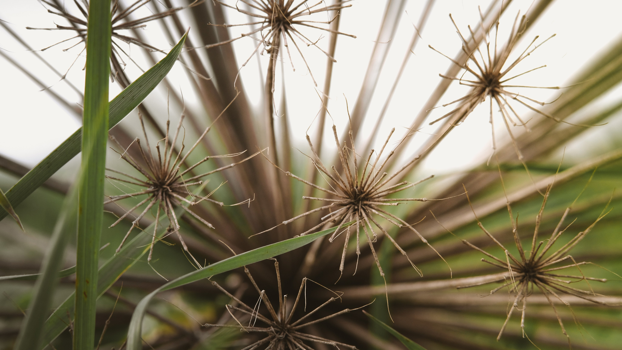 Чем дальше в лес. KRUTOVA_фотографирую жизнь