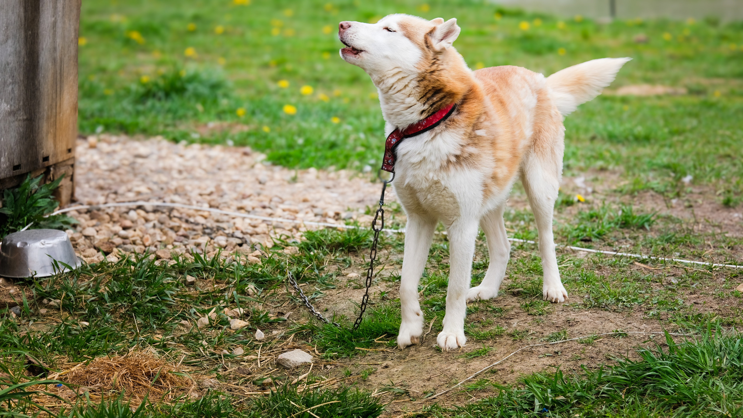 Приют Хаски. KRUTOVA_фотографирую жизнь