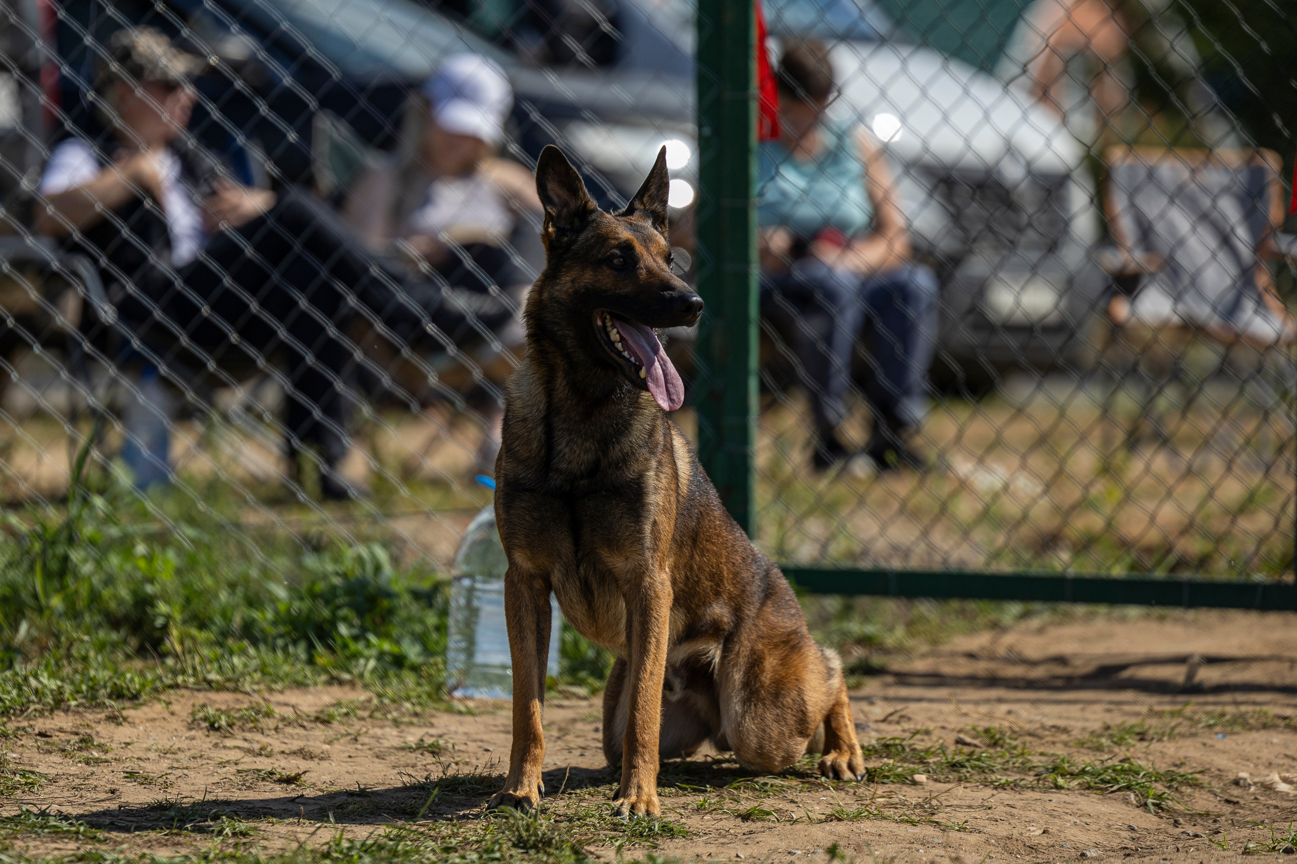 Соревнования по Мондьорингу г. Вологда 10-11.08.2024. Фотограф-анималист Анна Маринич