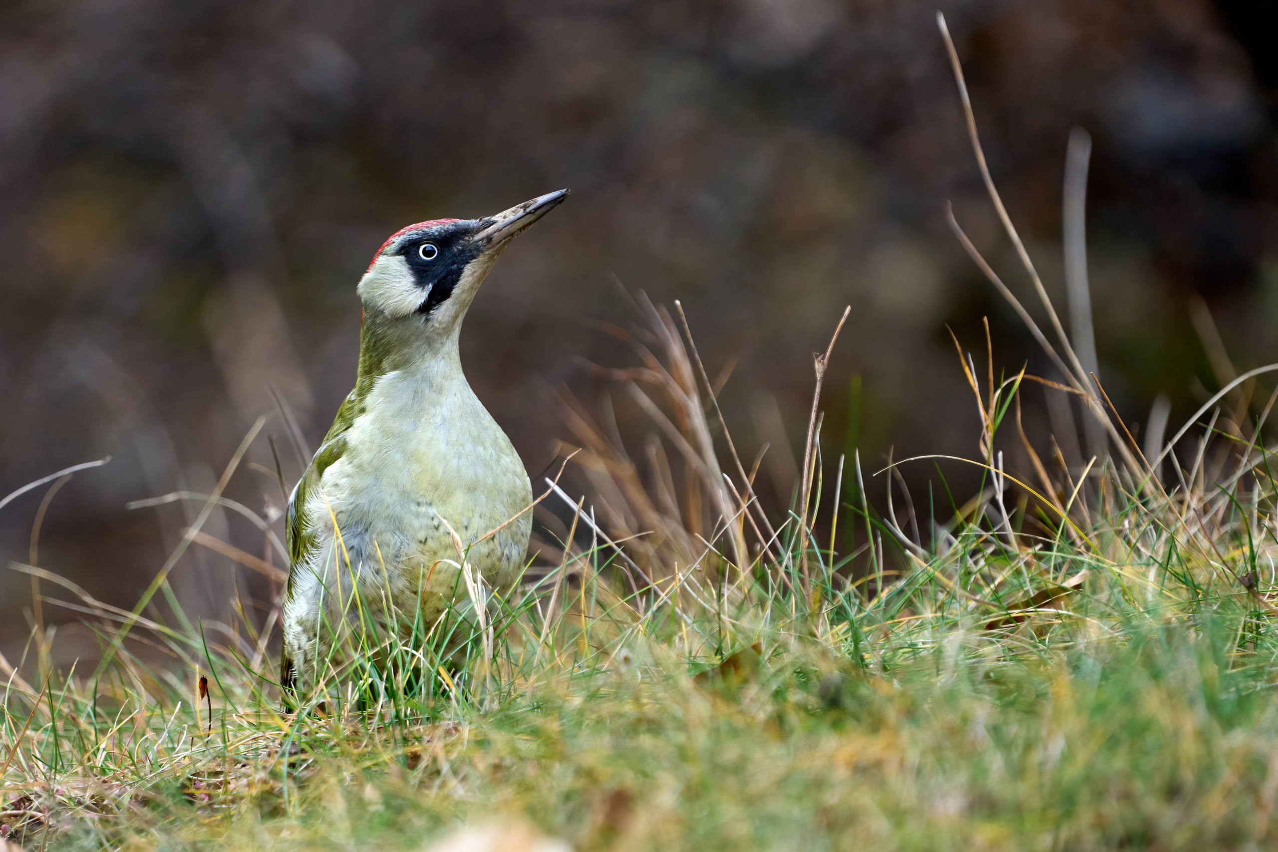 Animals, birds. Фотографии Дмитрия Чернова