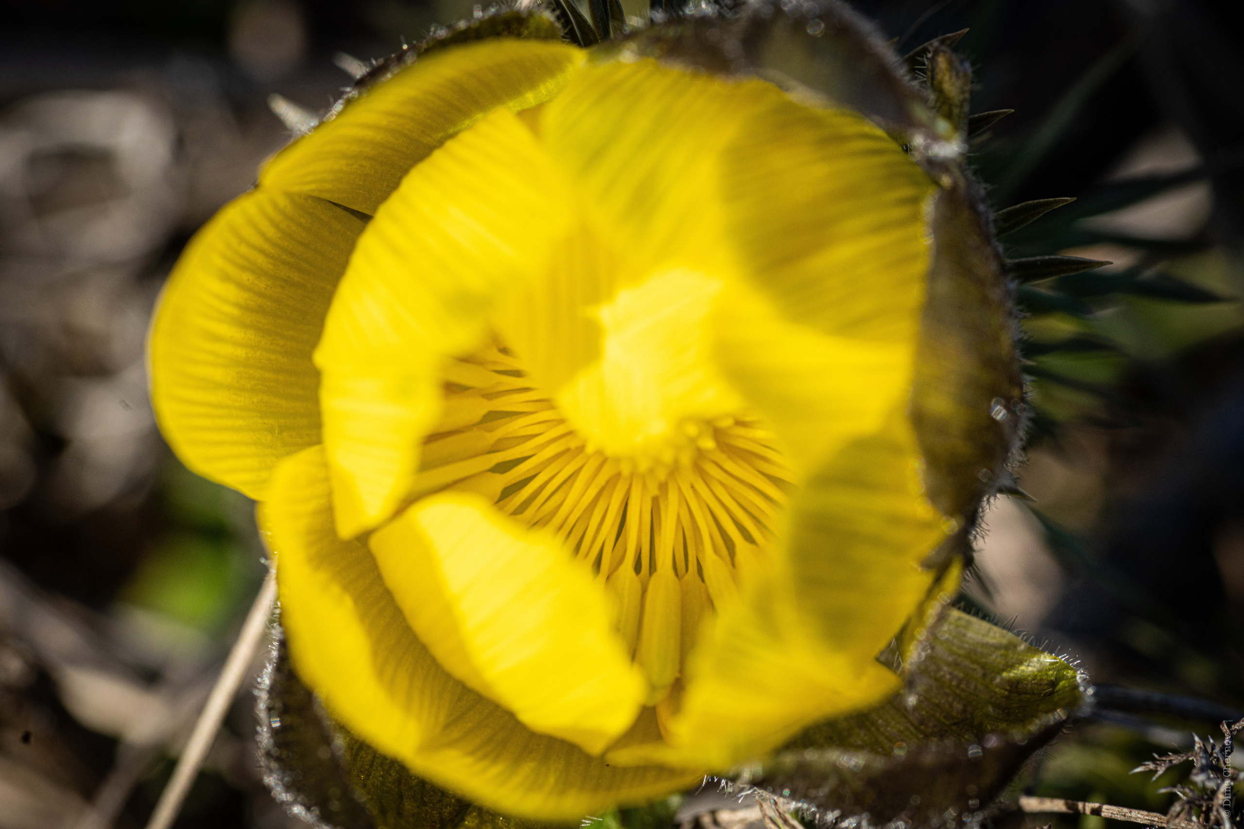 Цветы, макро. Фотографии Дмитрия Чернова