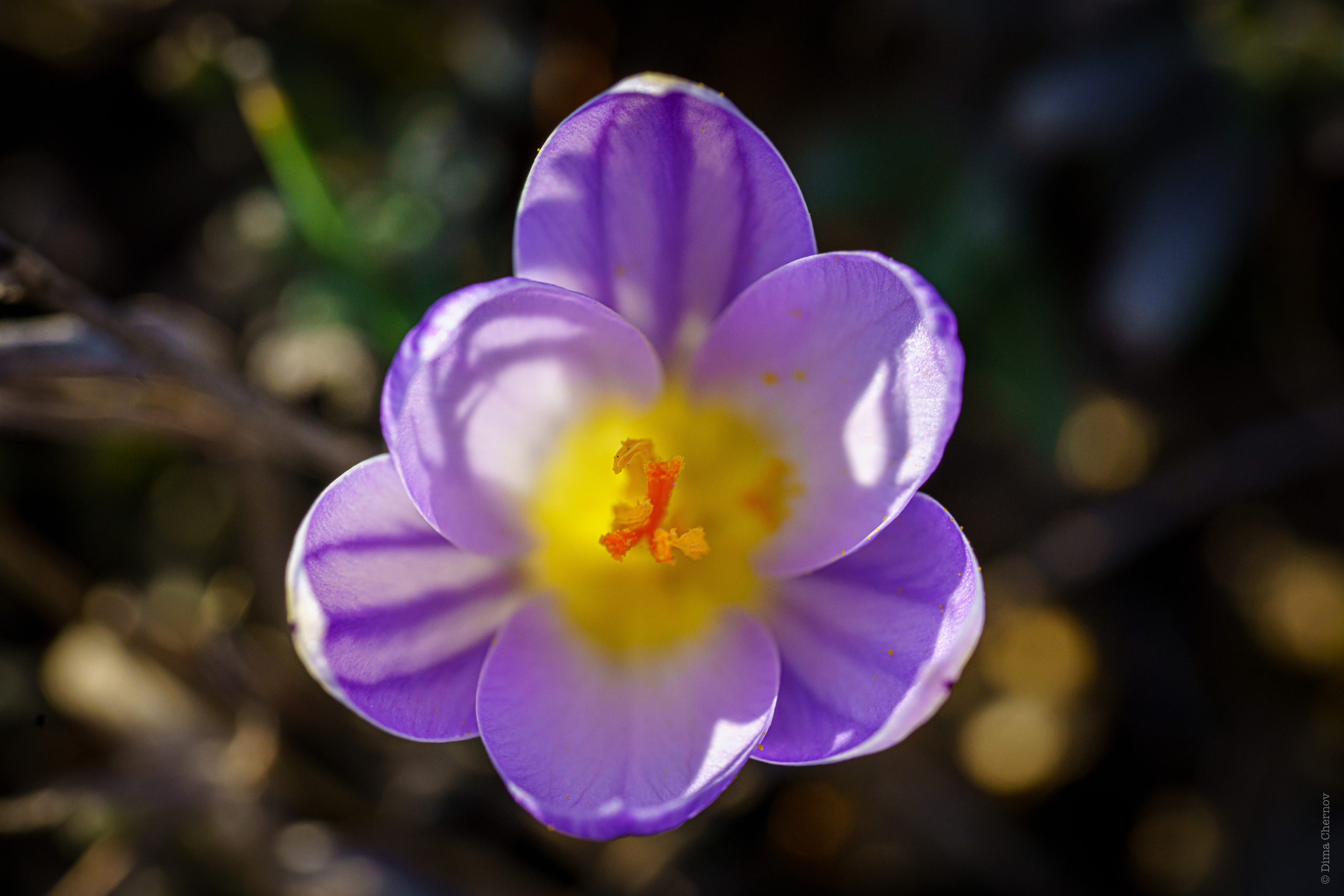 Цветы, макро. Фотографии Дмитрия Чернова