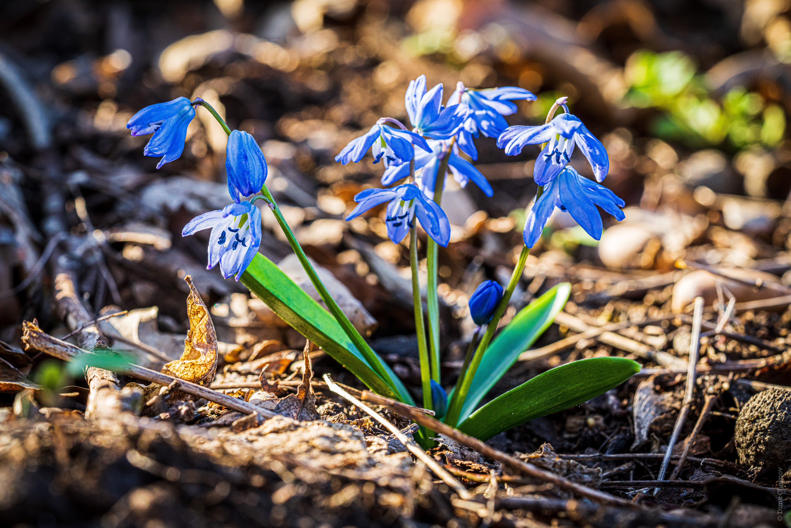 Цветы, макро. Фотографии Дмитрия Чернова