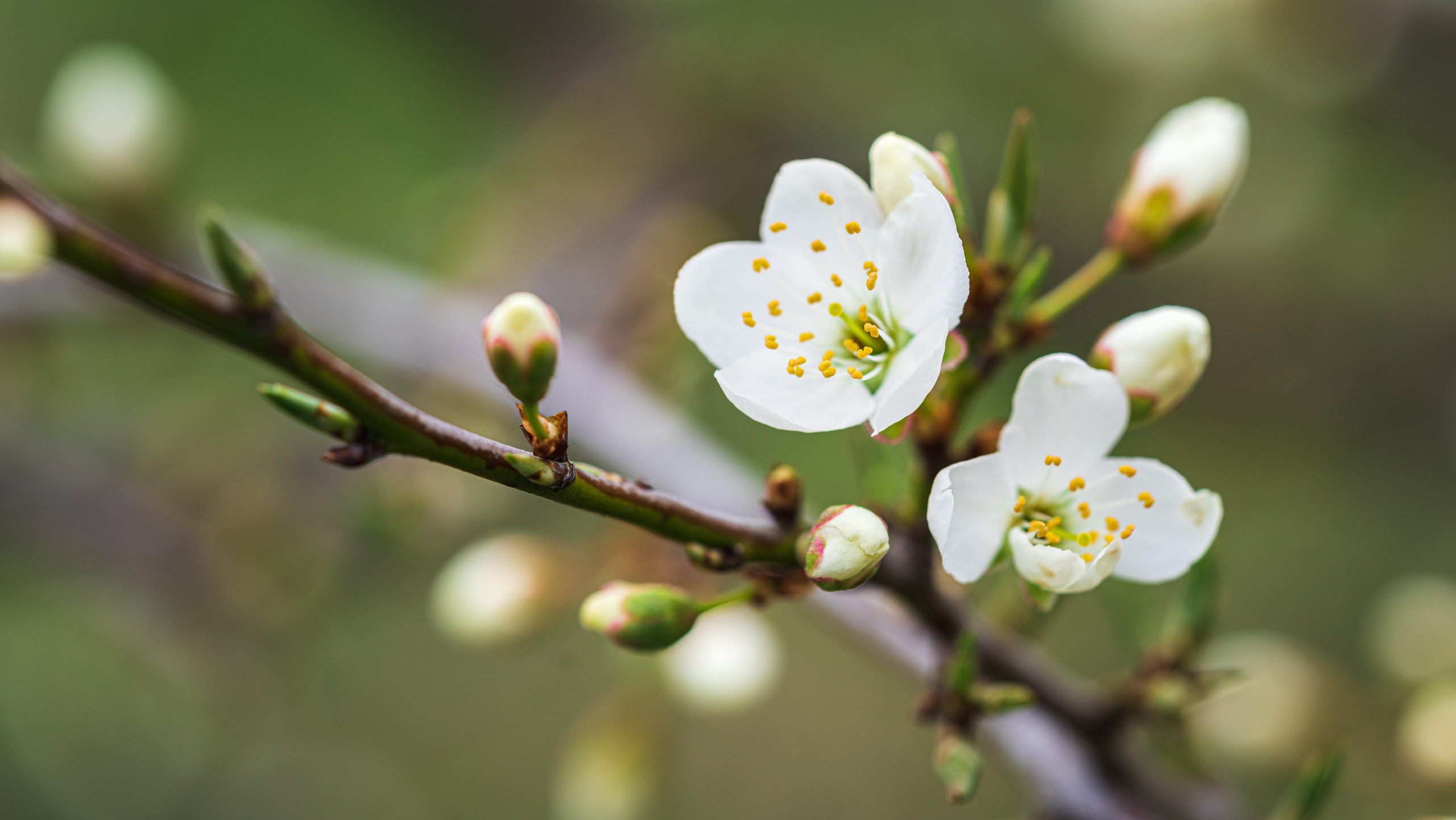 Цветы, макро. Фотографии Дмитрия Чернова