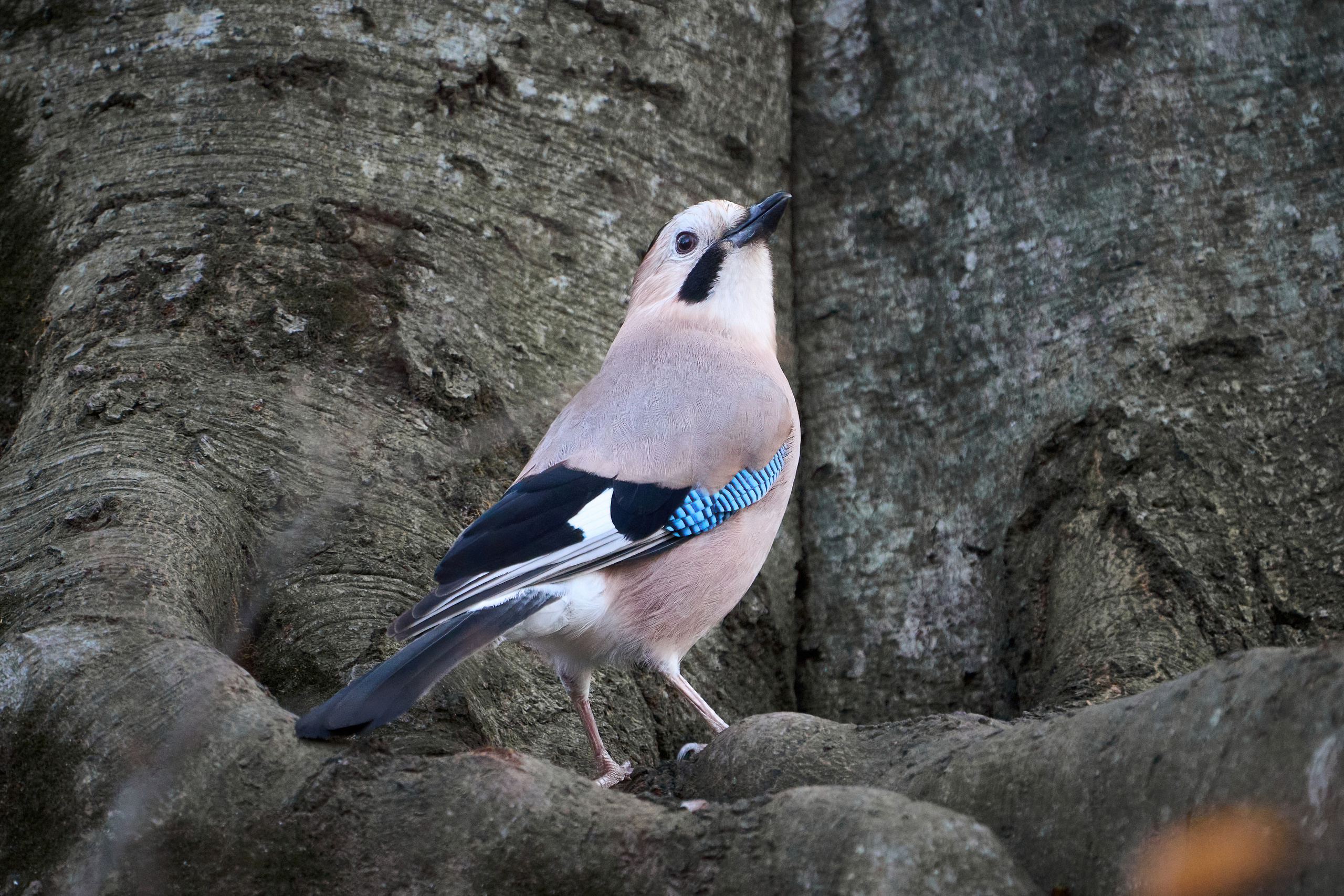 Animals, birds. Фотографии Дмитрия Чернова