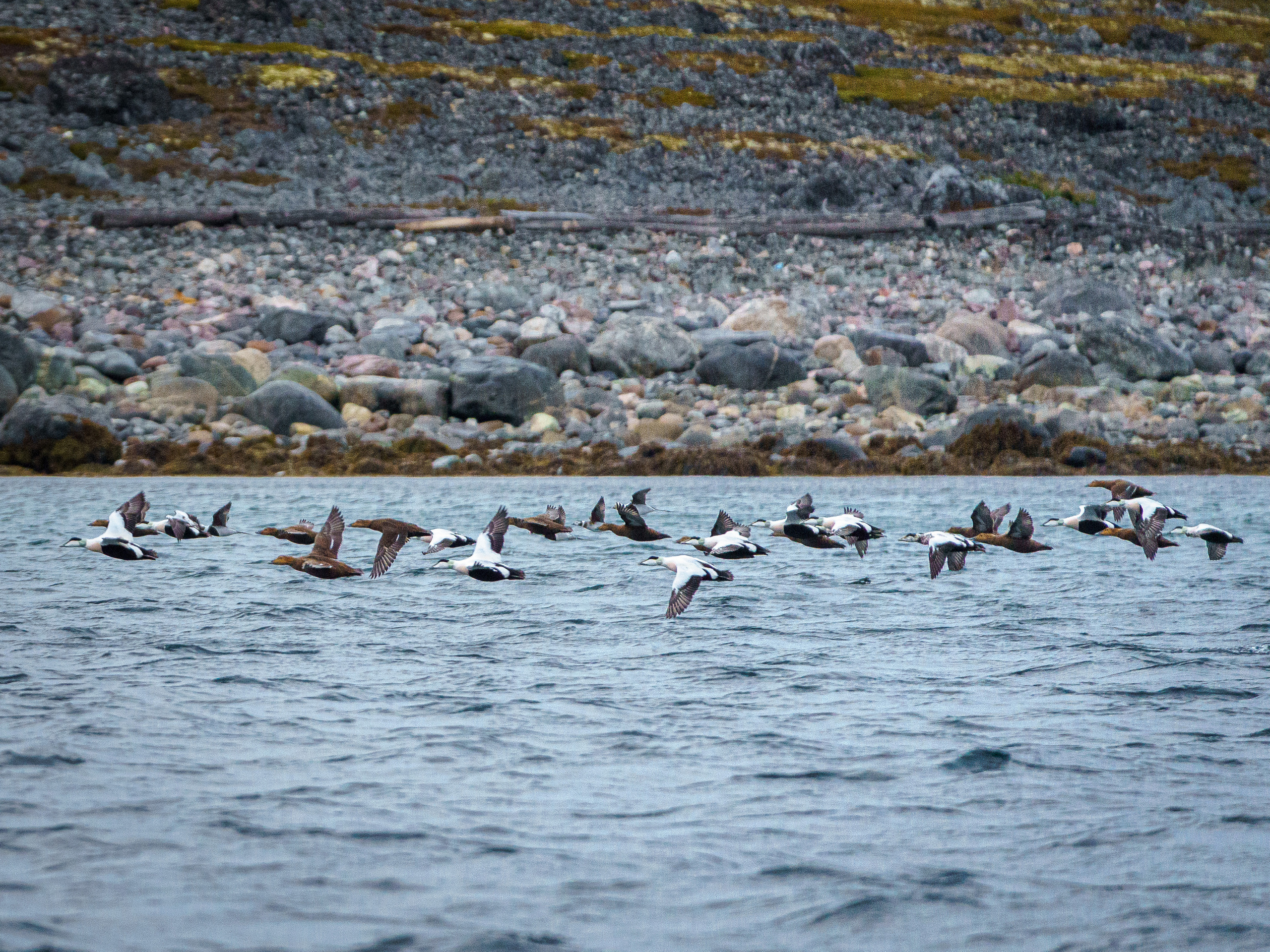 Полуострова Средний и Рыбачий. Фотографии Дмитрия Чернова