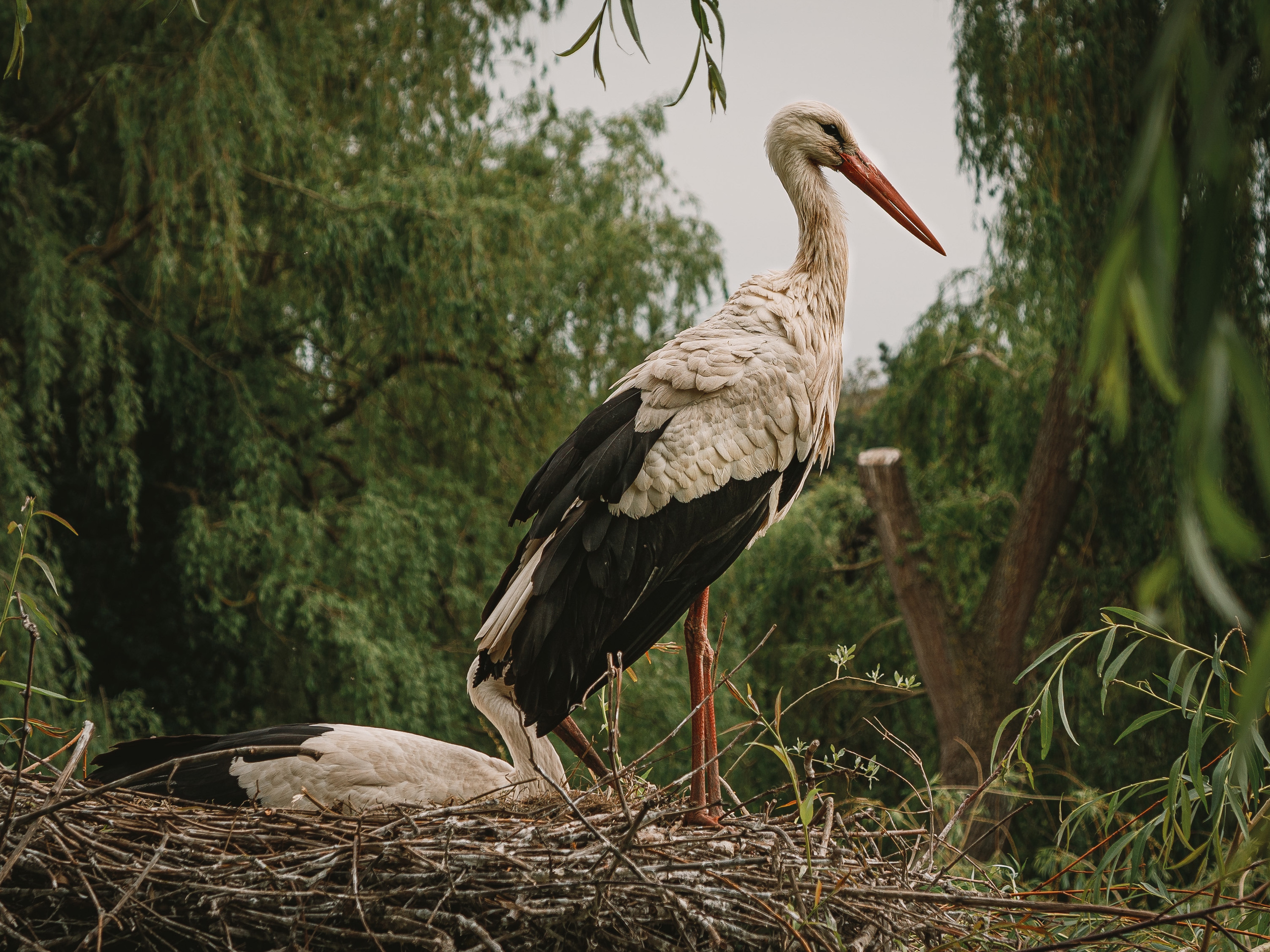 Animals, birds. Фотографии Дмитрия Чернова