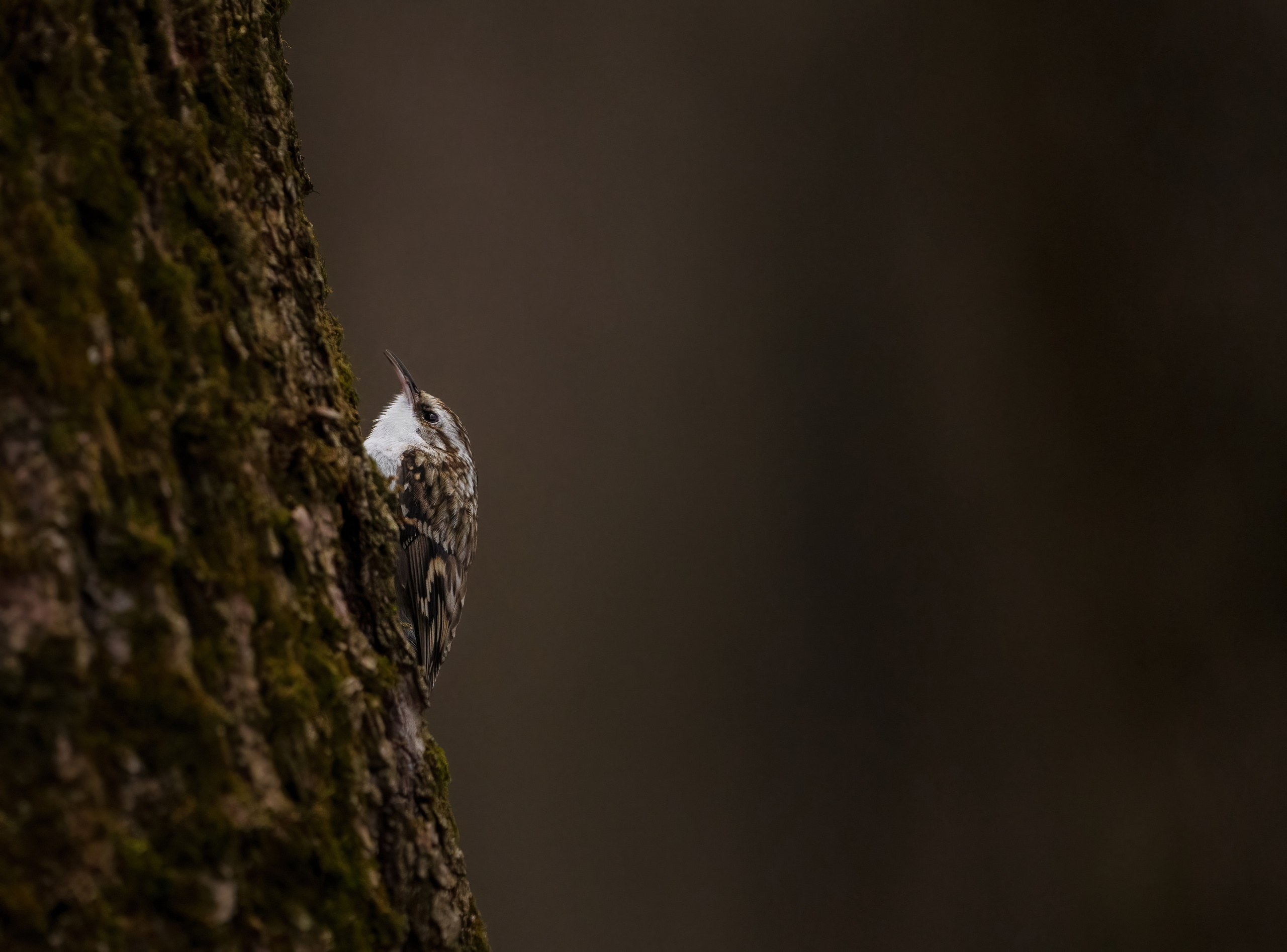 Animals, birds. Фотографии Дмитрия Чернова