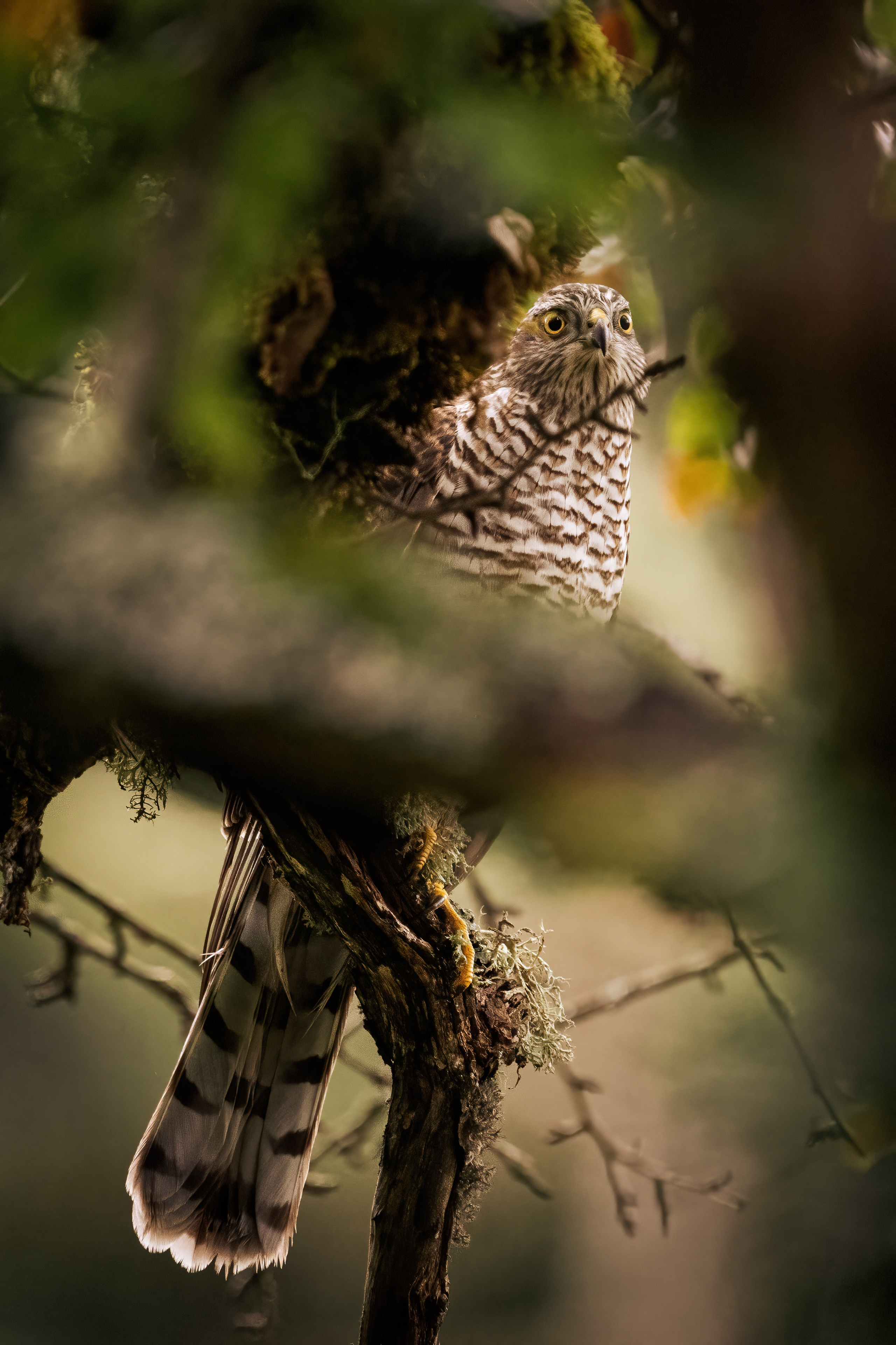Animals, birds. Фотографии Дмитрия Чернова