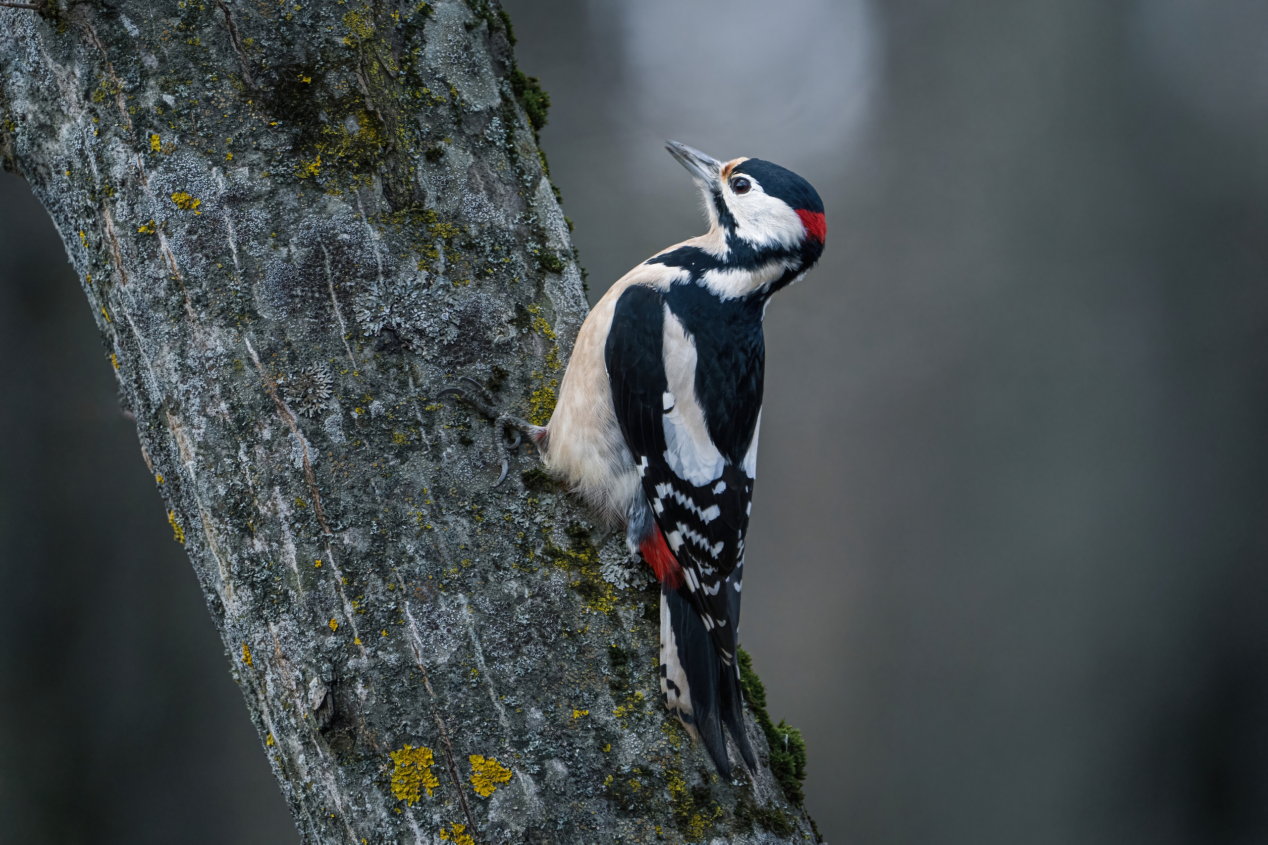 Animals, birds. Фотографии Дмитрия Чернова