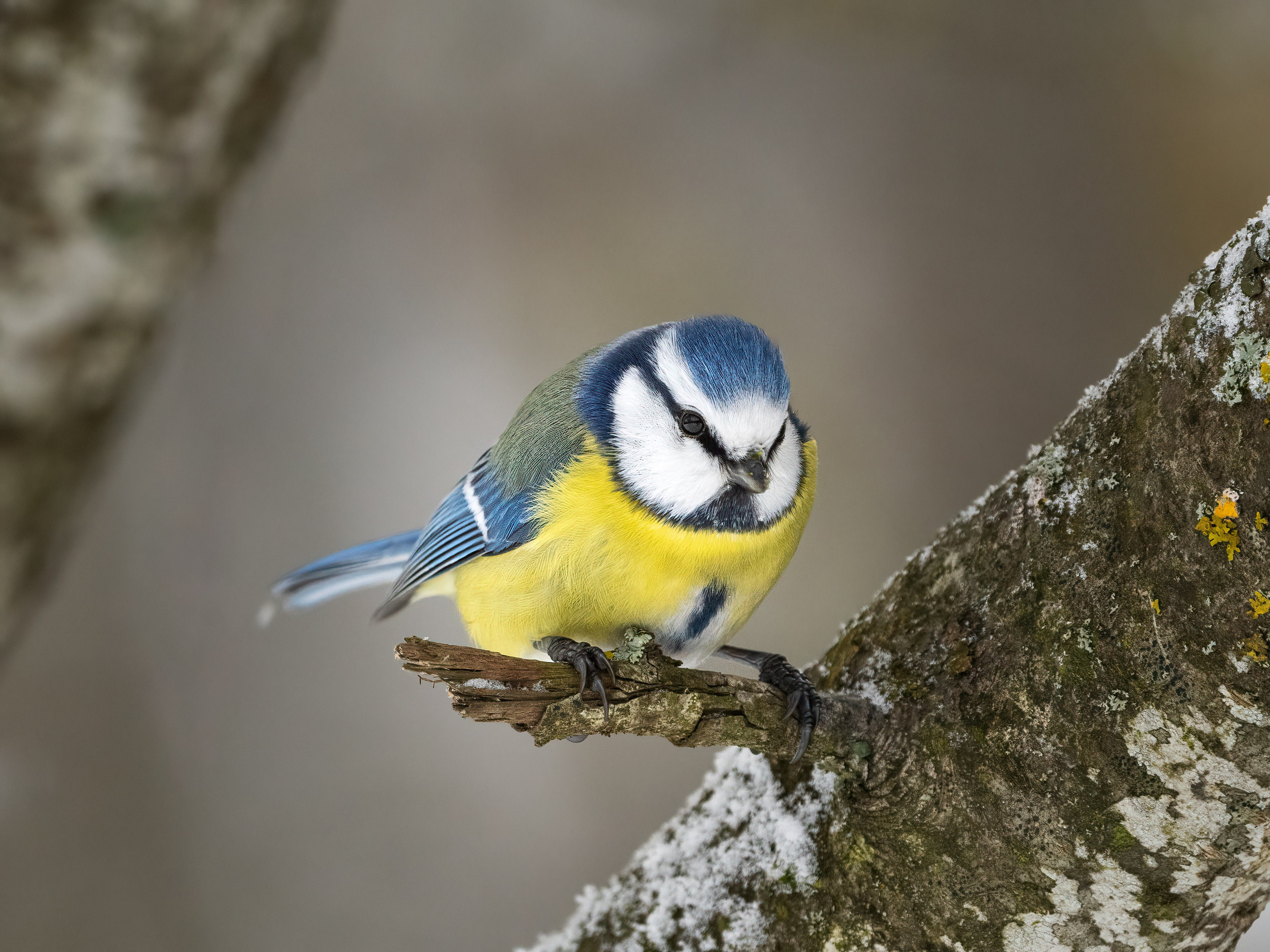 Animals, birds. Фотографии Дмитрия Чернова