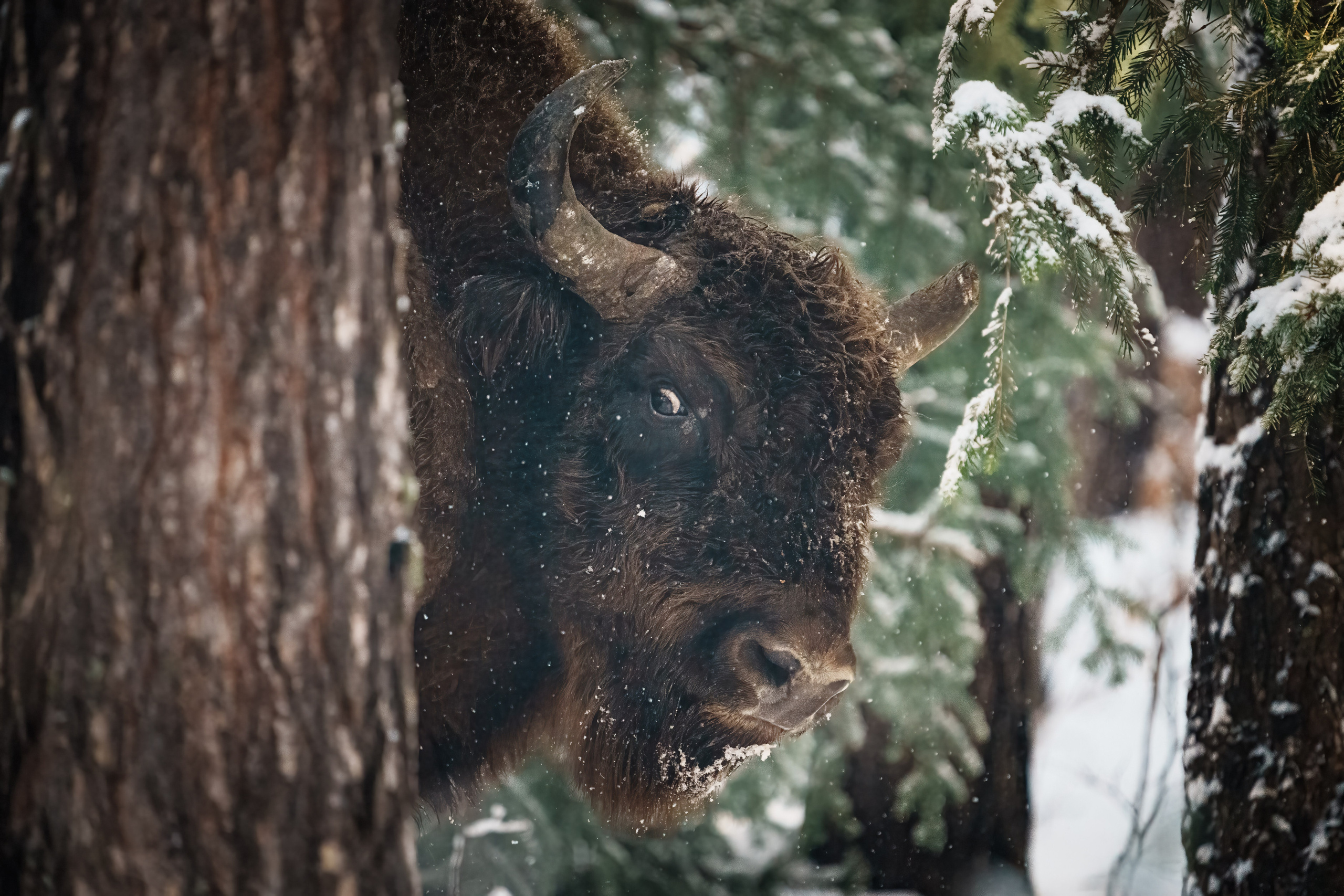 Animals, birds. Фотографии Дмитрия Чернова