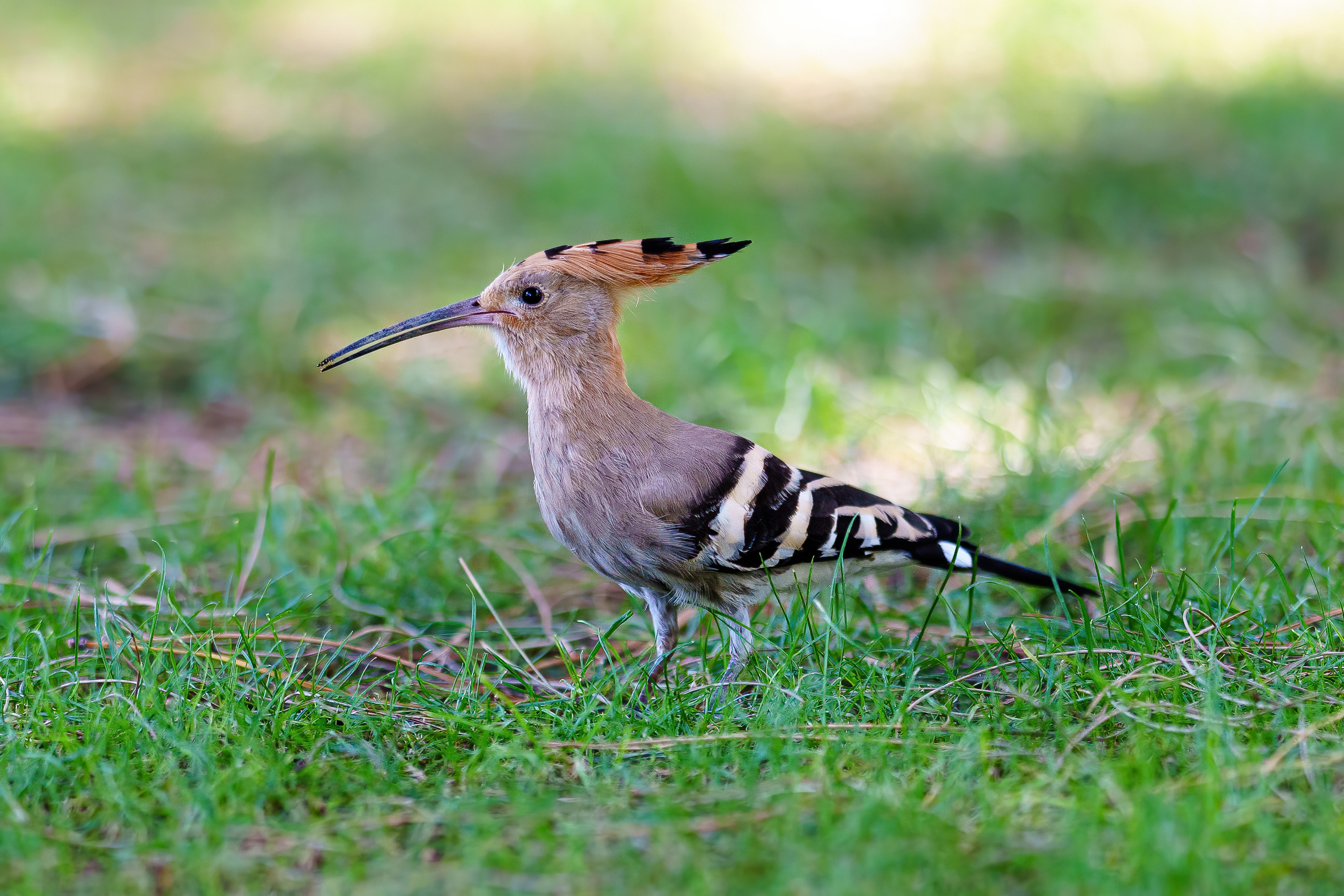 Animals, birds. Фотографии Дмитрия Чернова