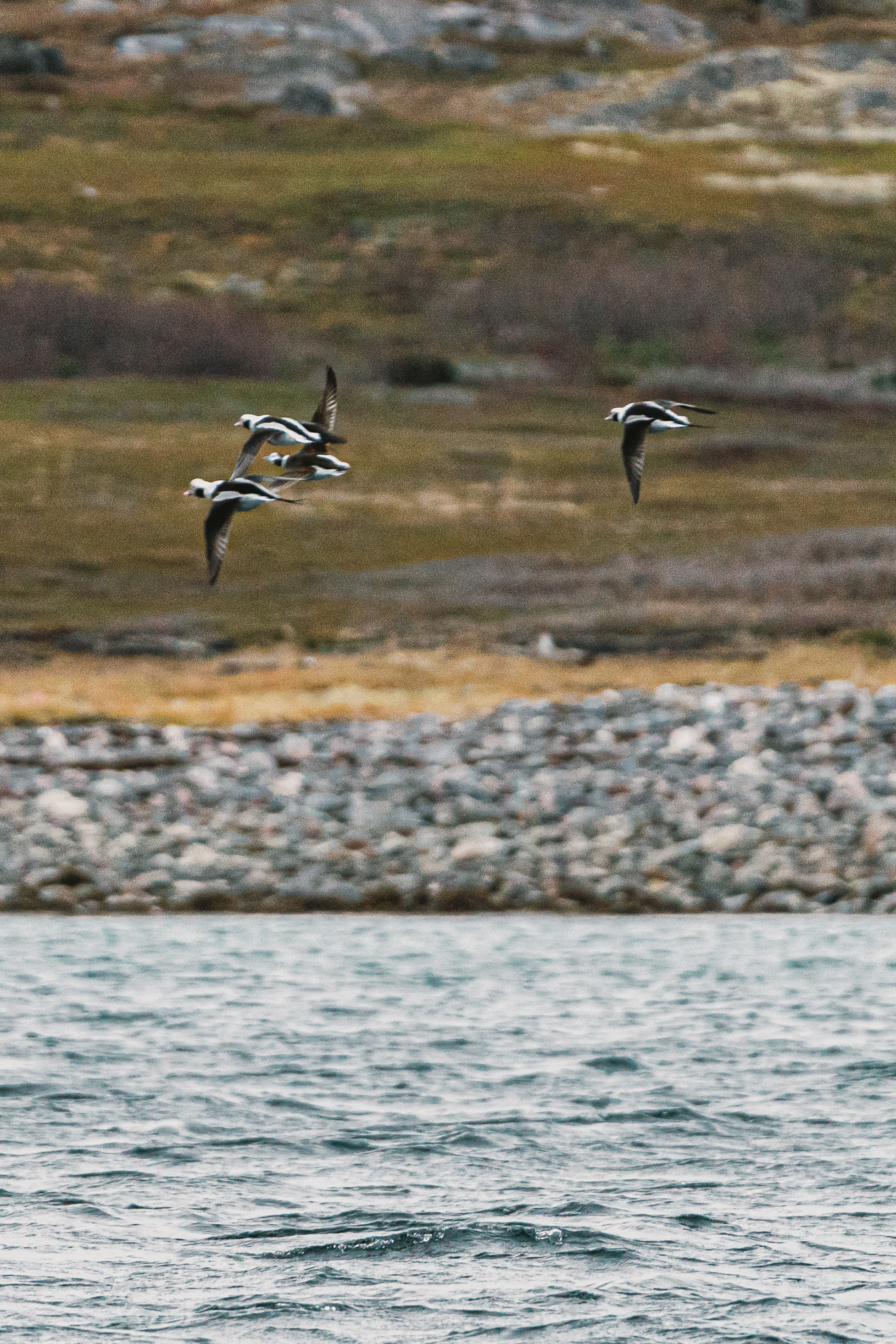 Полуострова Средний и Рыбачий. Фотографии Дмитрия Чернова