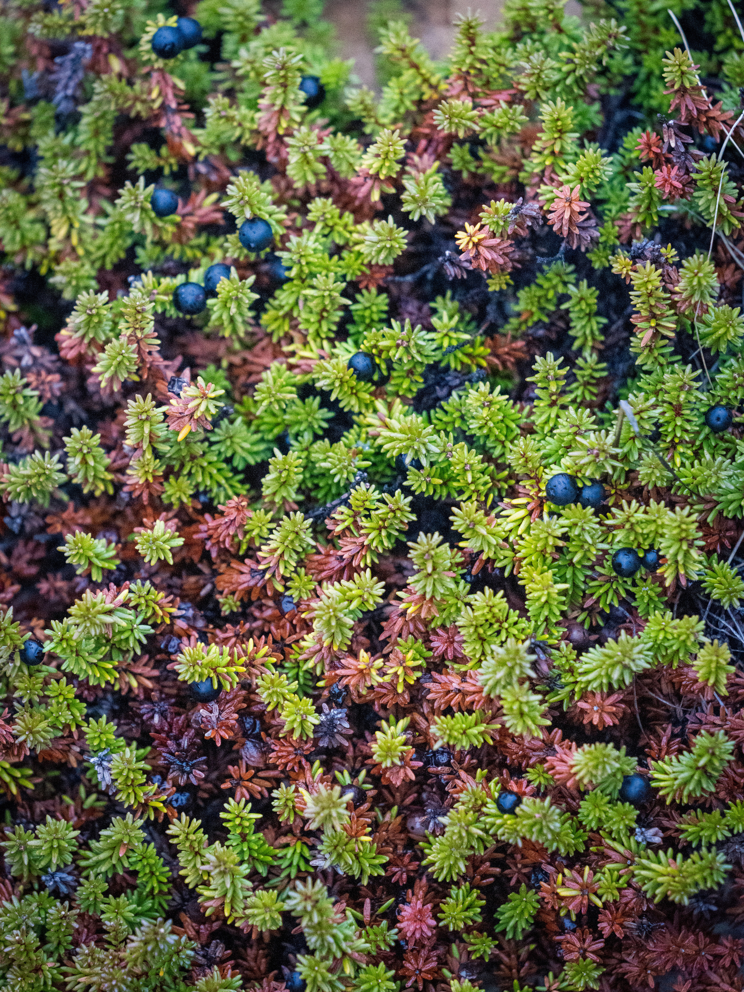 Полуострова Средний и Рыбачий. Фотографии Дмитрия Чернова