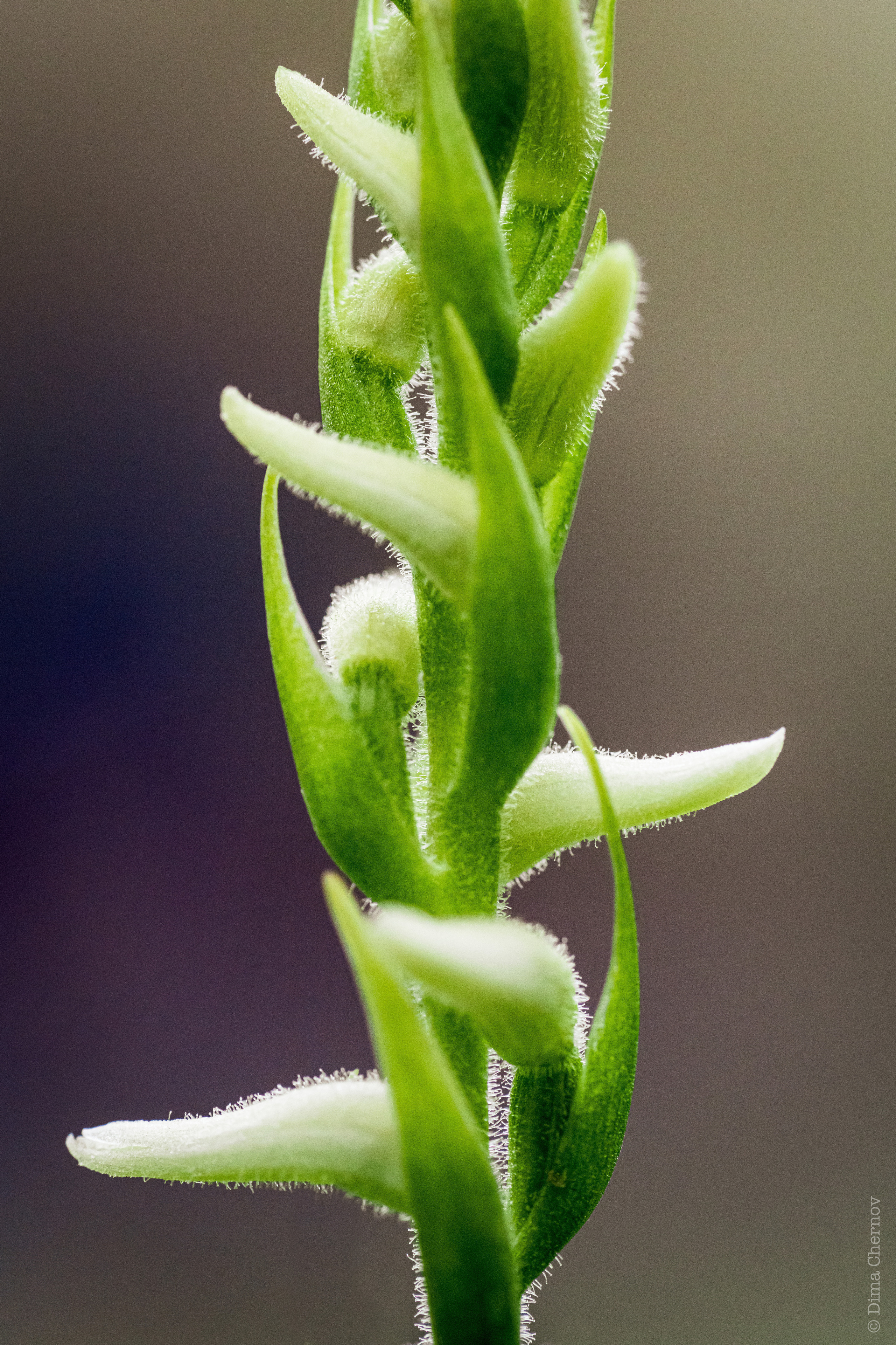 Цветы, макро. Фотографии Дмитрия Чернова