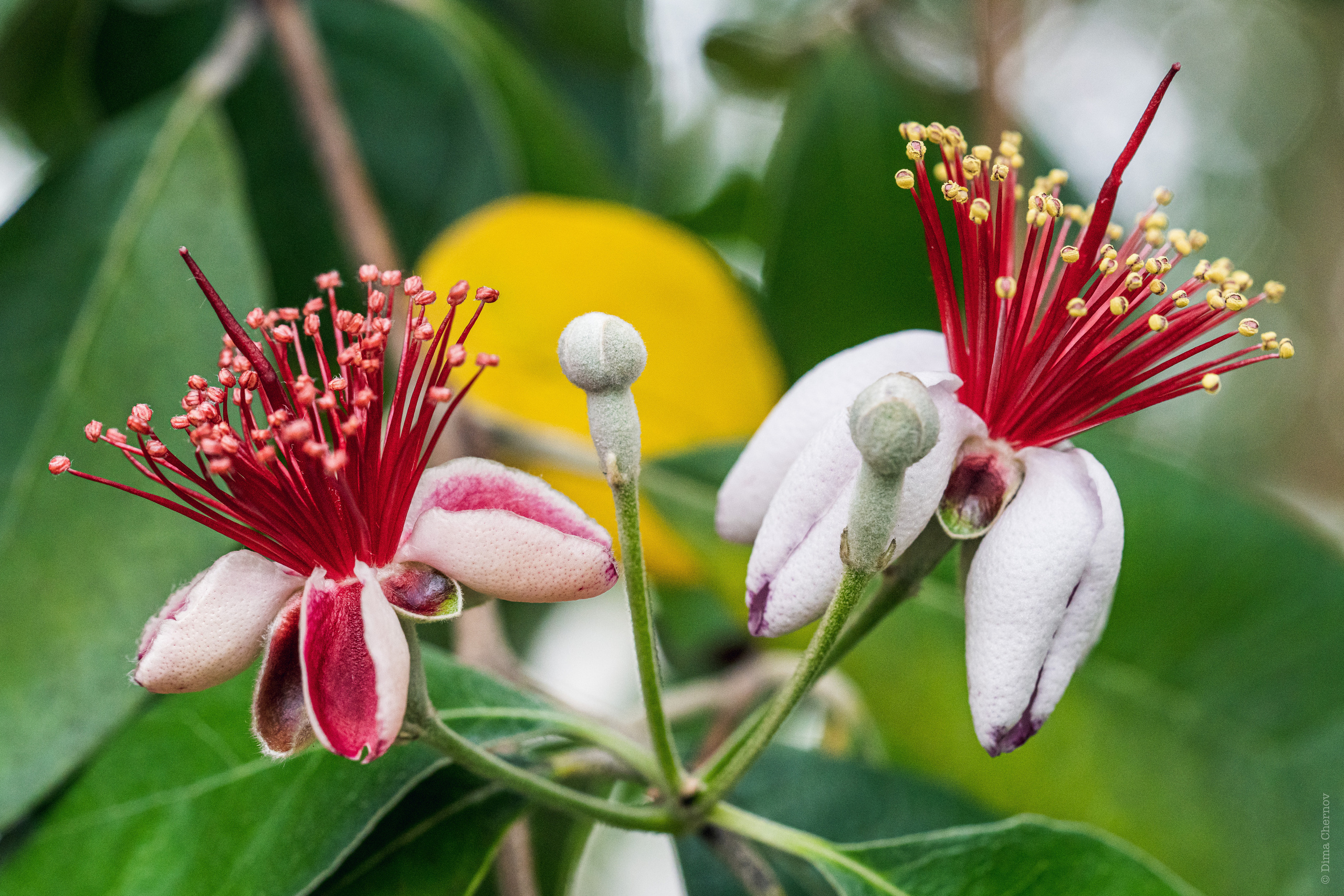 Цветы, макро. Фотографии Дмитрия Чернова