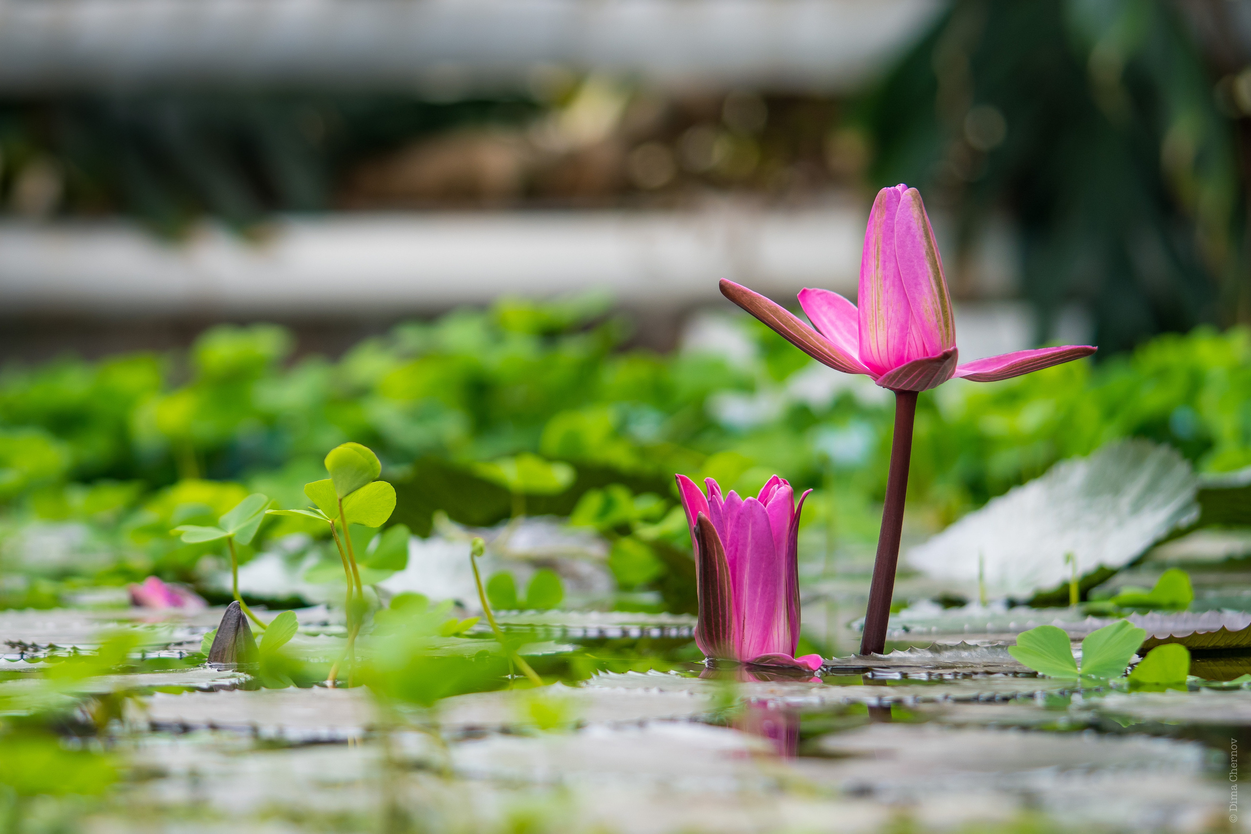 Цветы, макро. Фотографии Дмитрия Чернова