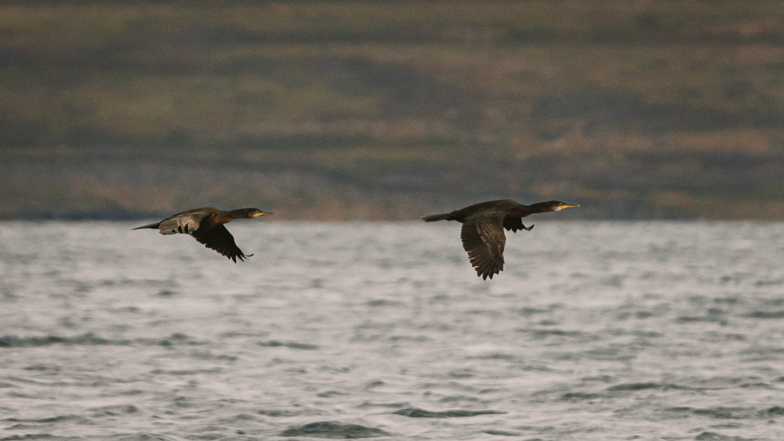 Полуострова Средний и Рыбачий. Фотографии Дмитрия Чернова