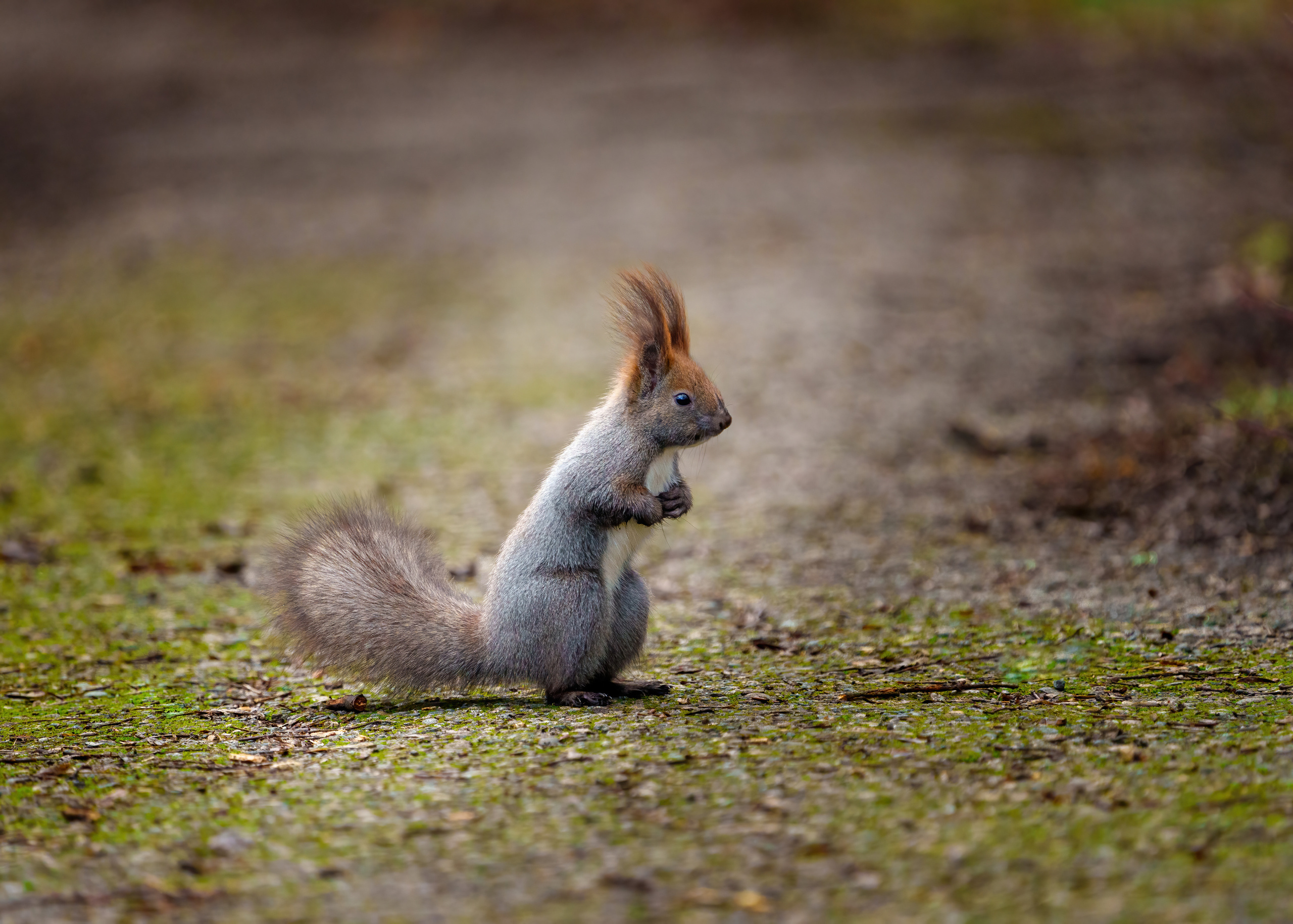 Animals, birds. Фотографии Дмитрия Чернова