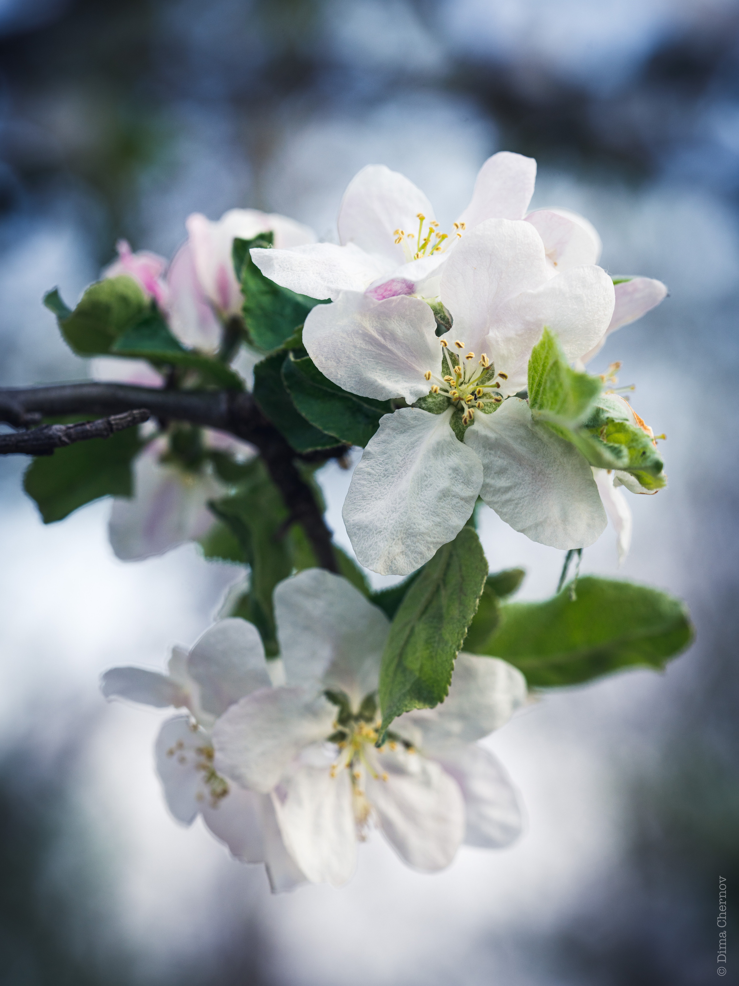 Цветы, макро. Фотографии Дмитрия Чернова