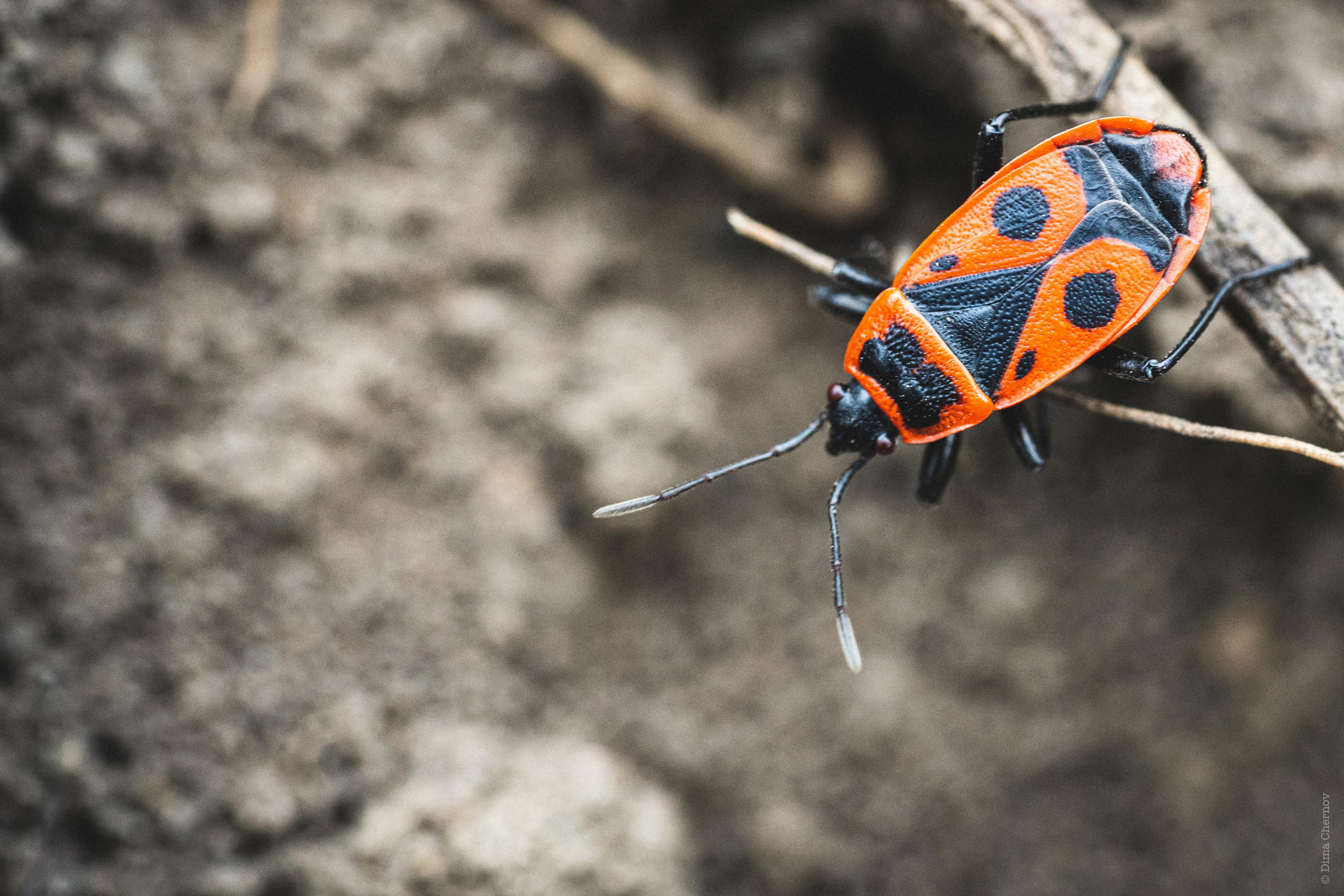 Цветы, макро. Фотографии Дмитрия Чернова