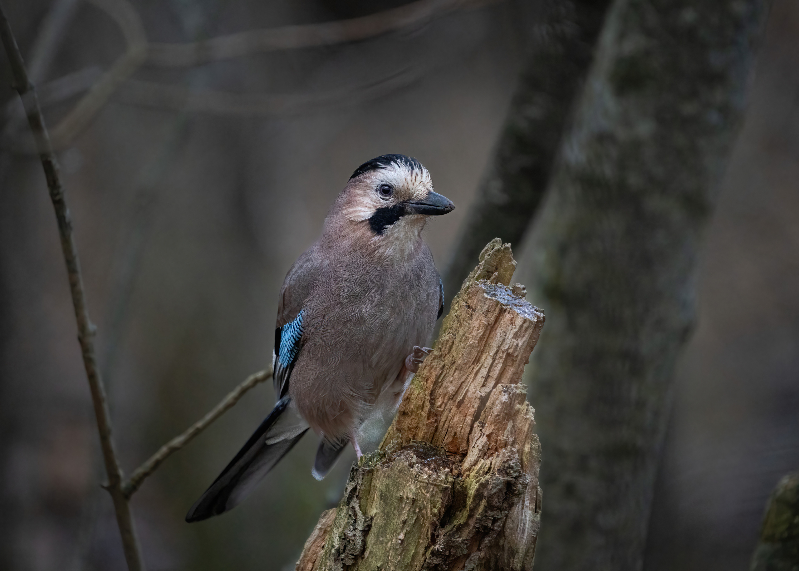 Animals, birds. Фотографии Дмитрия Чернова