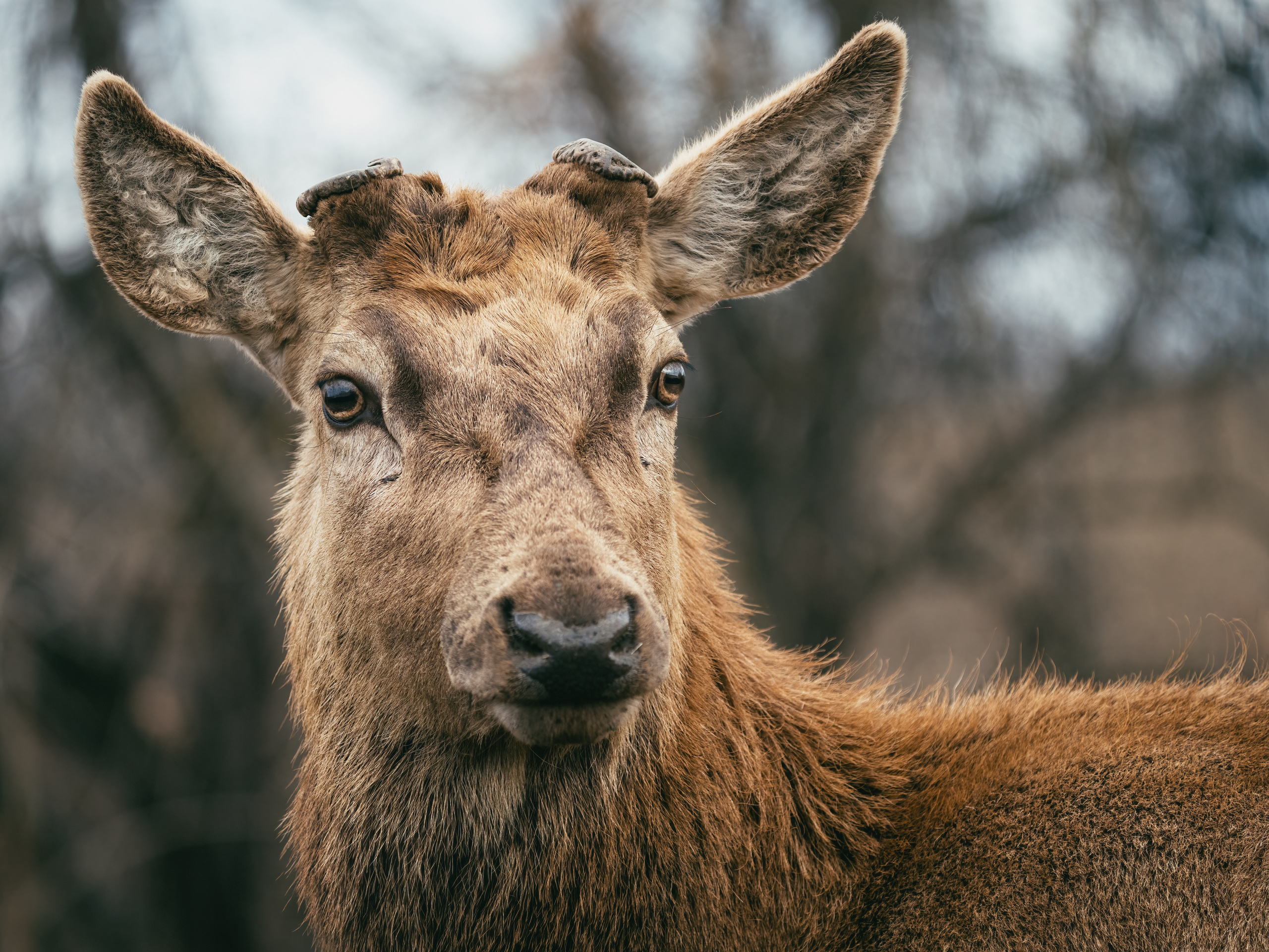 Animals, birds. Фотографии Дмитрия Чернова