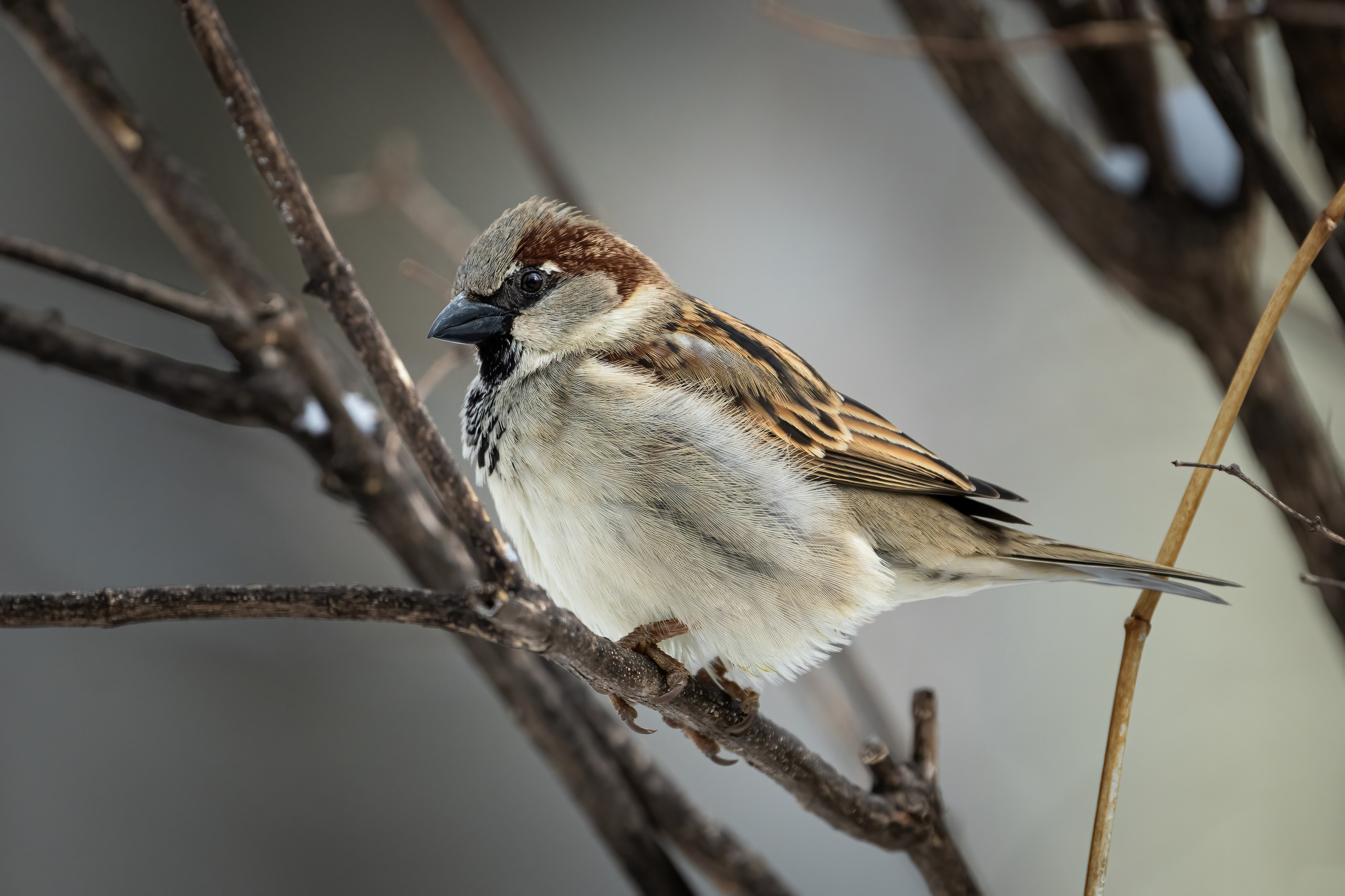 Animals, birds. Фотографии Дмитрия Чернова