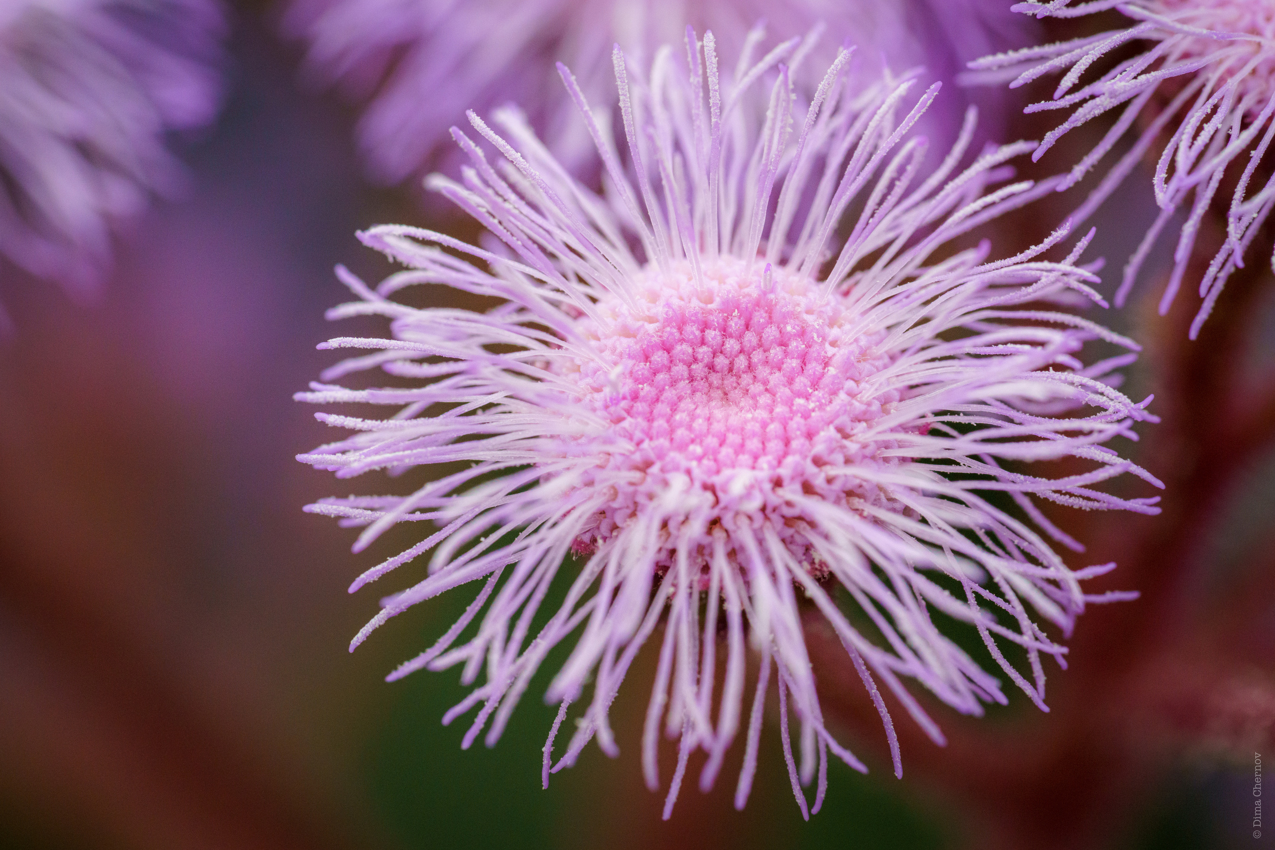 Цветы, макро. Фотографии Дмитрия Чернова