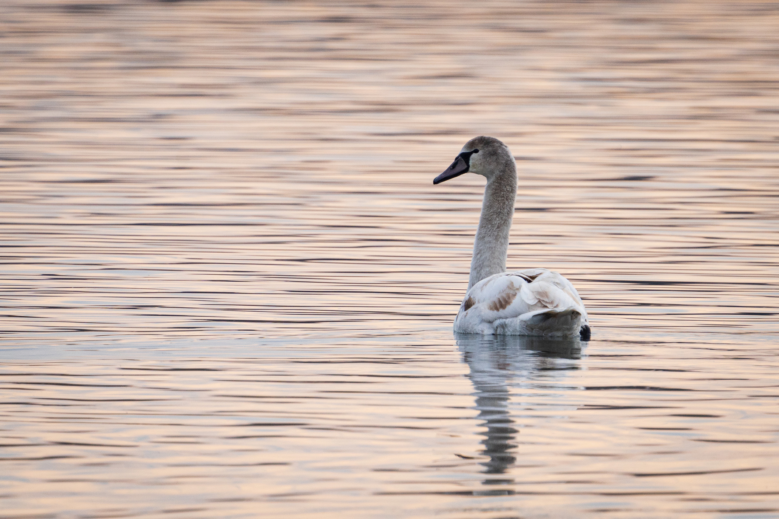 Animals, birds. Фотографии Дмитрия Чернова