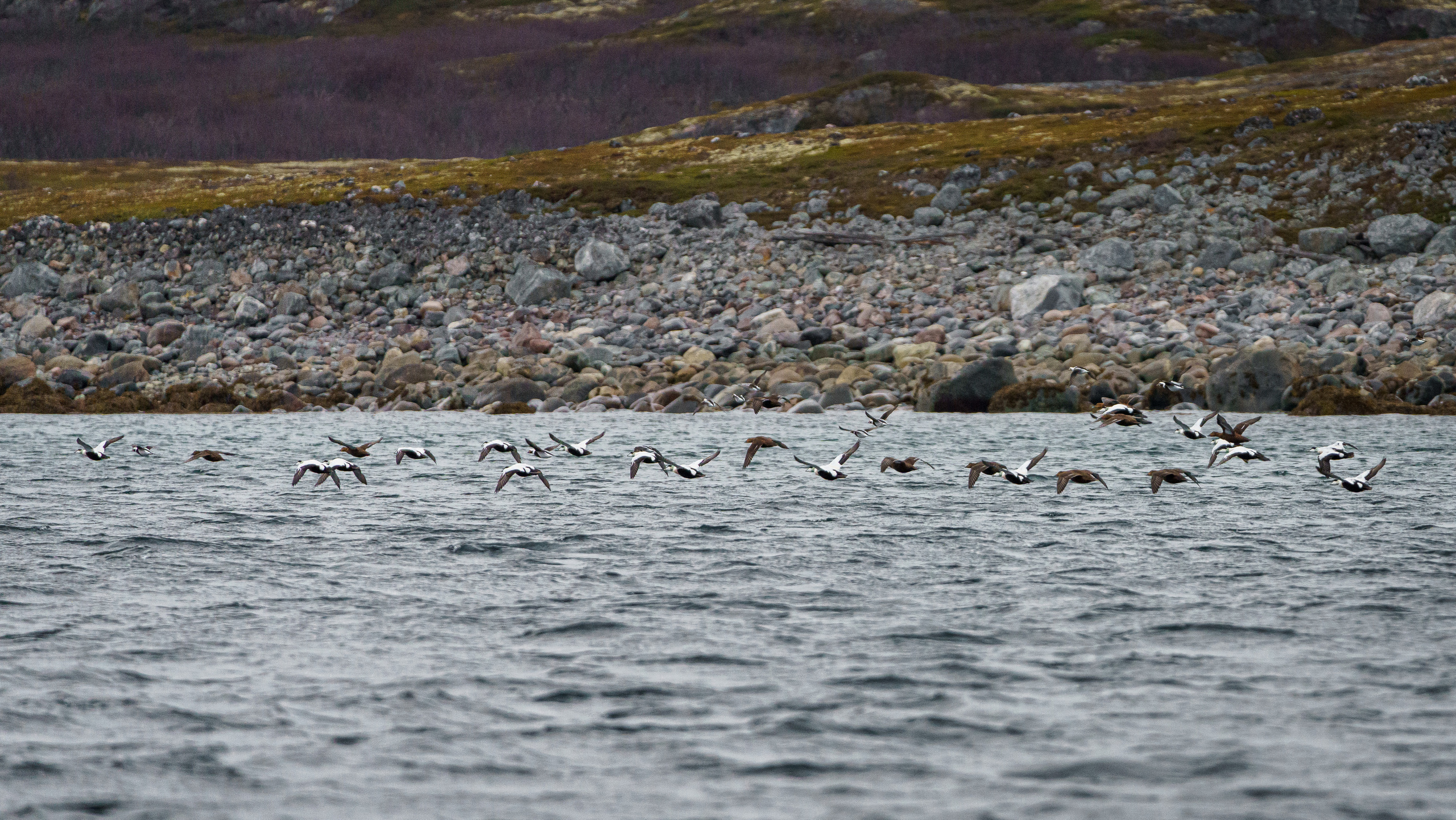 Полуострова Средний и Рыбачий. Фотографии Дмитрия Чернова