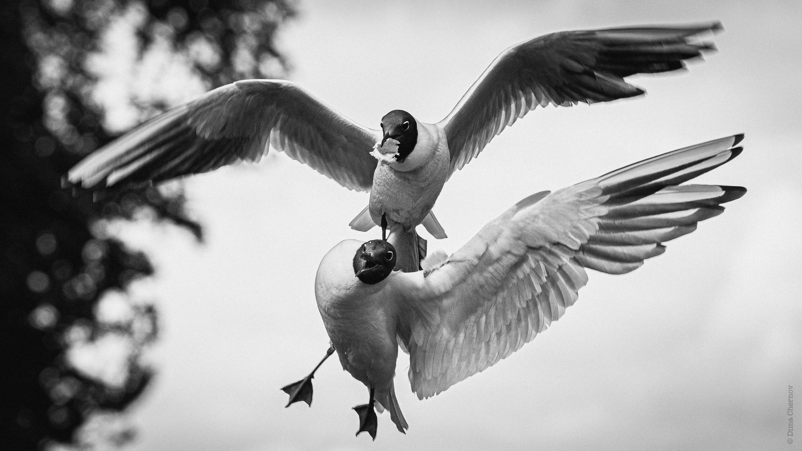 Animals, birds. Фотографии Дмитрия Чернова