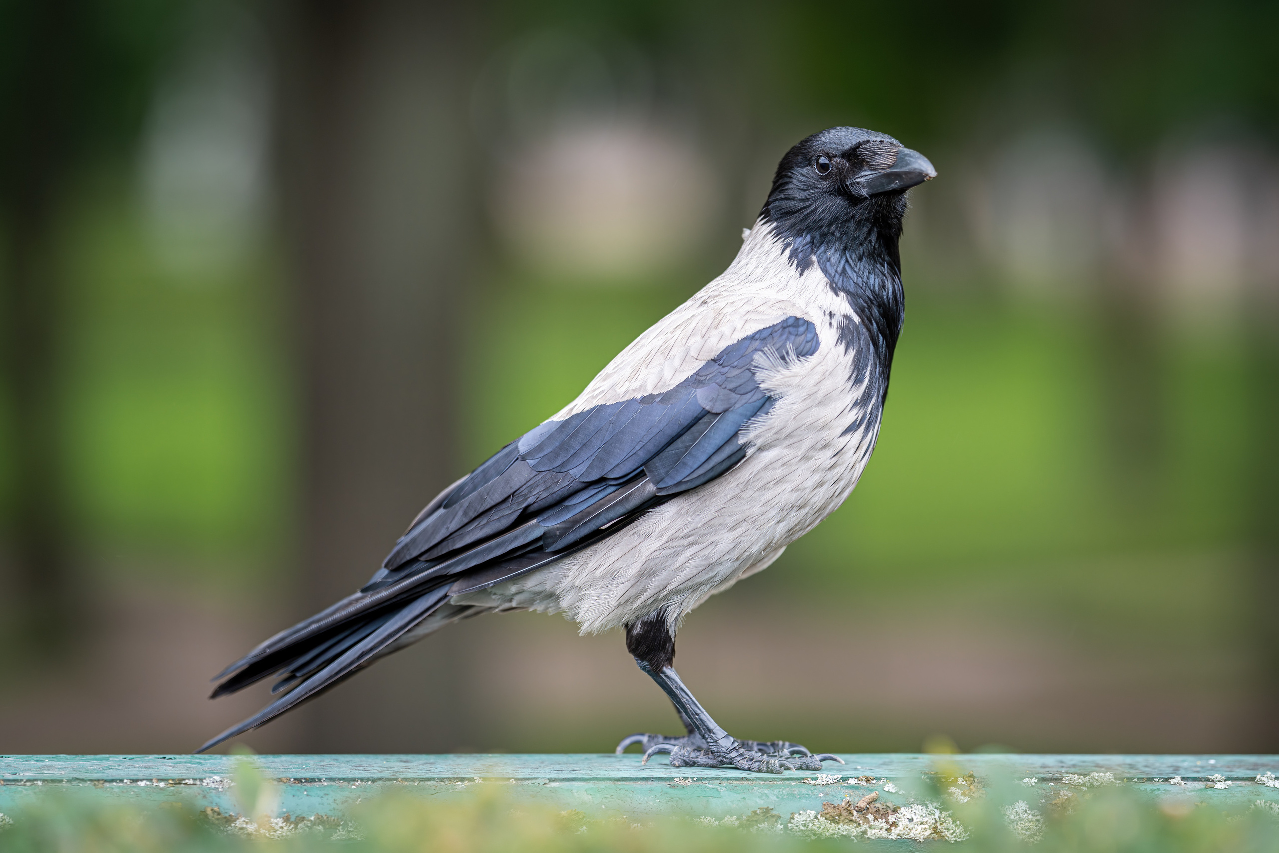 Animals, birds. Фотографии Дмитрия Чернова