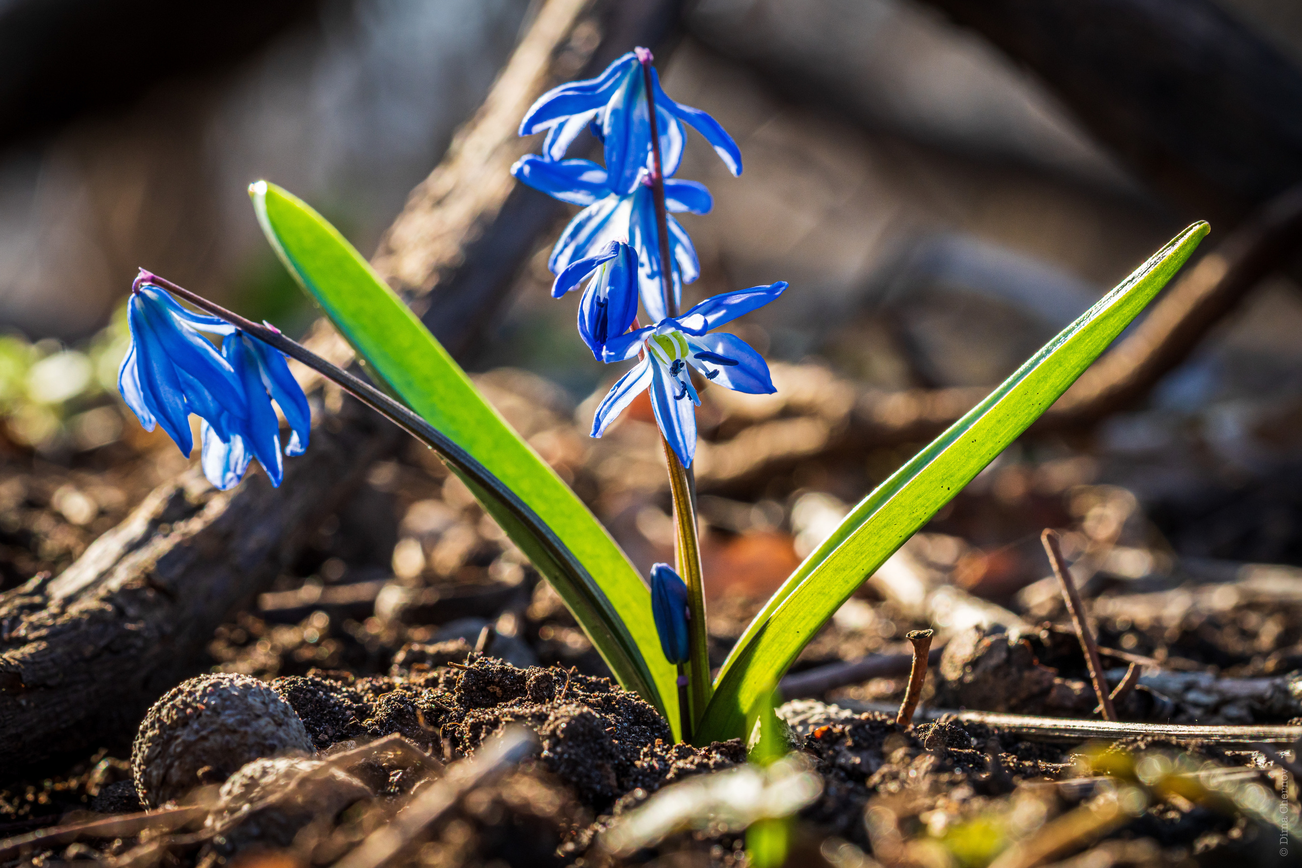 Цветы, макро. Фотографии Дмитрия Чернова