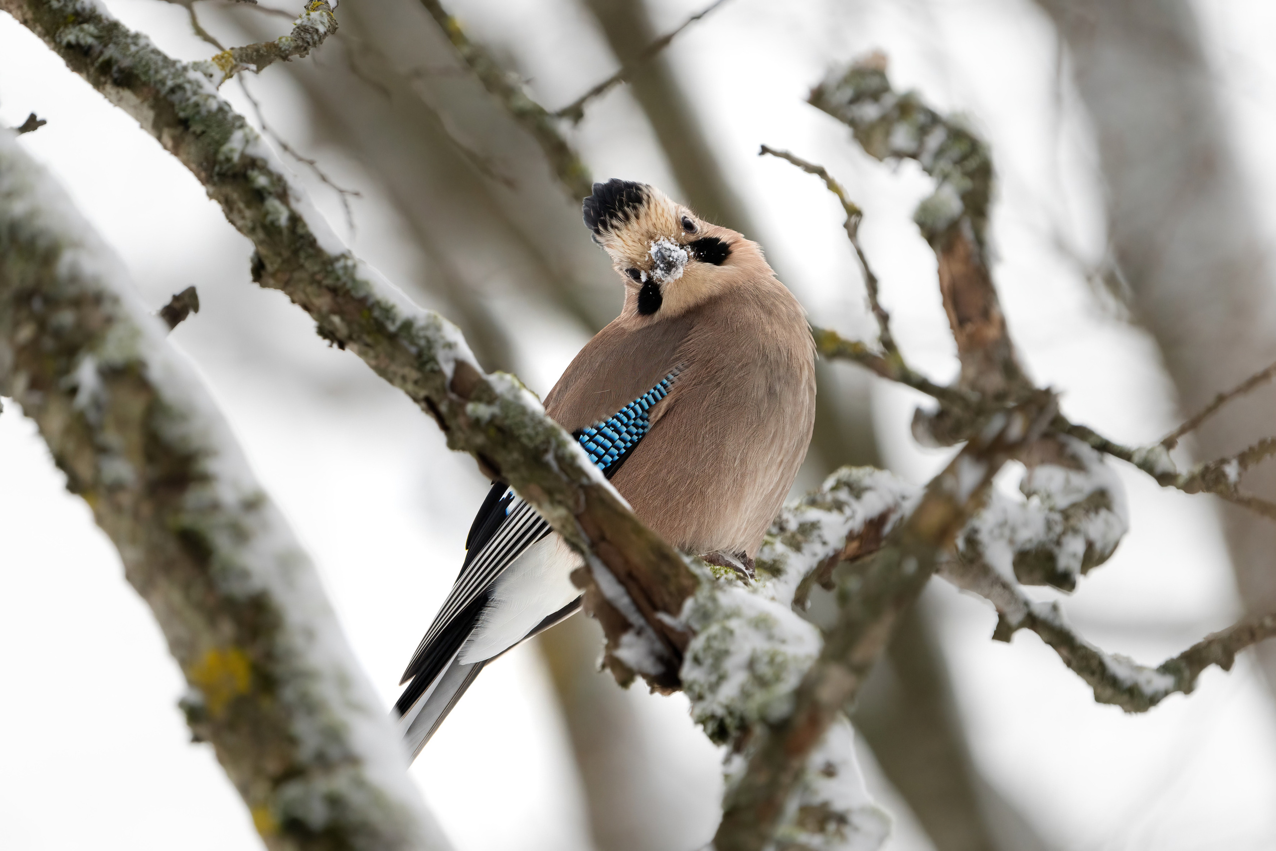 Animals, birds. Фотографии Дмитрия Чернова