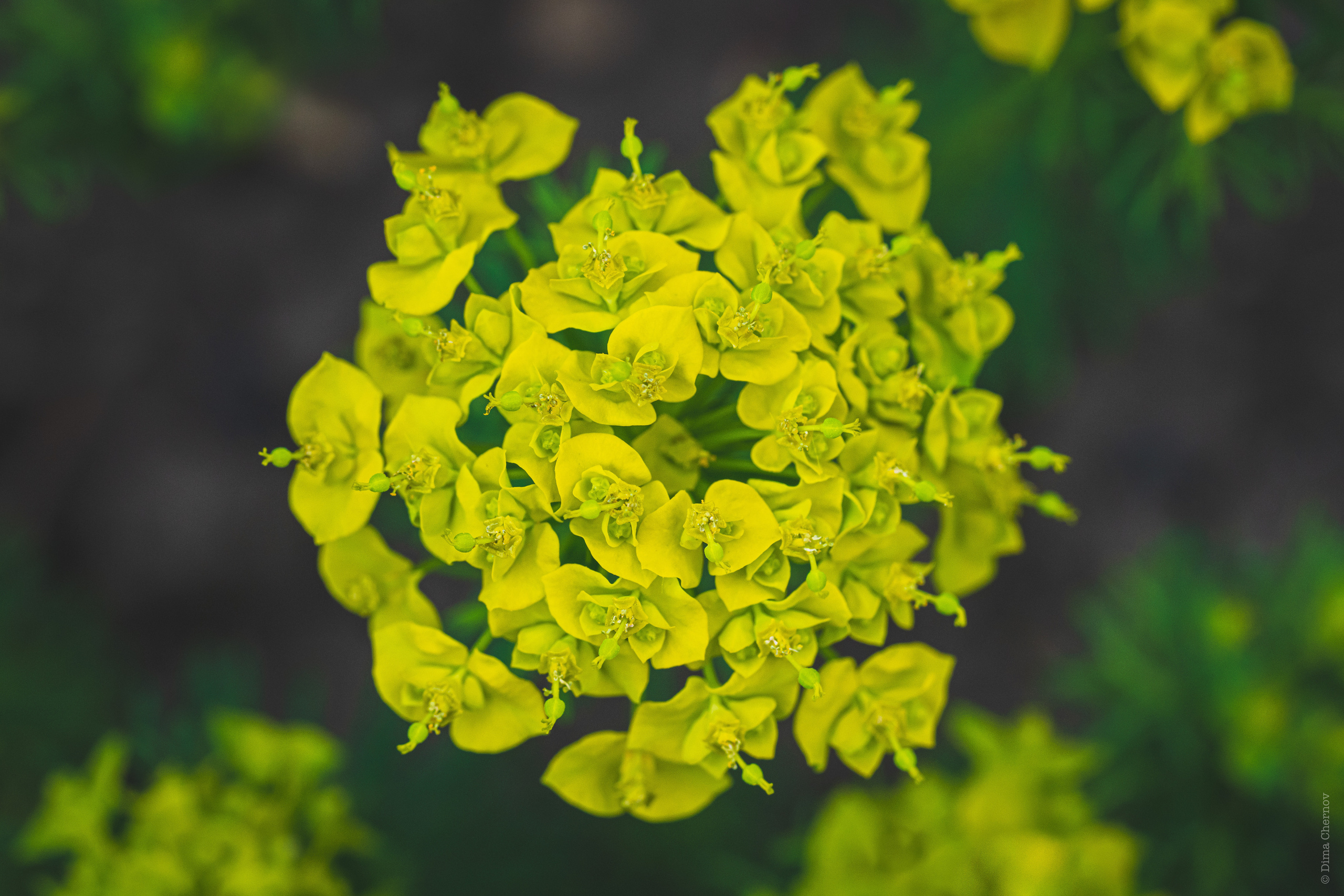 Цветы, макро. Фотографии Дмитрия Чернова