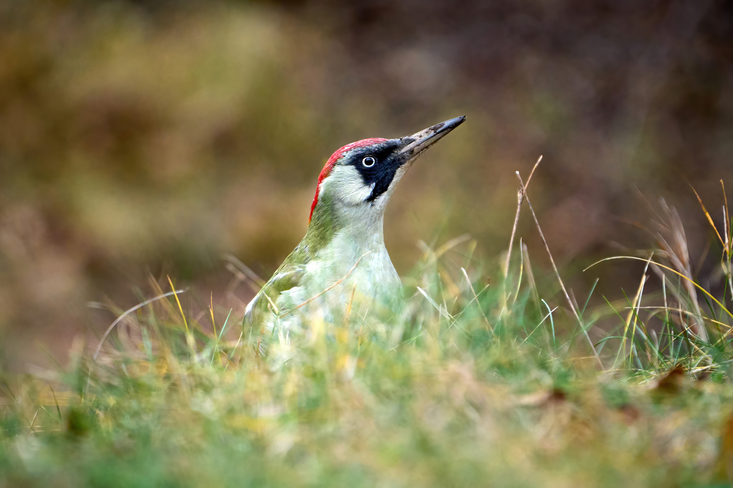 Animals, birds. Фотографии Дмитрия Чернова
