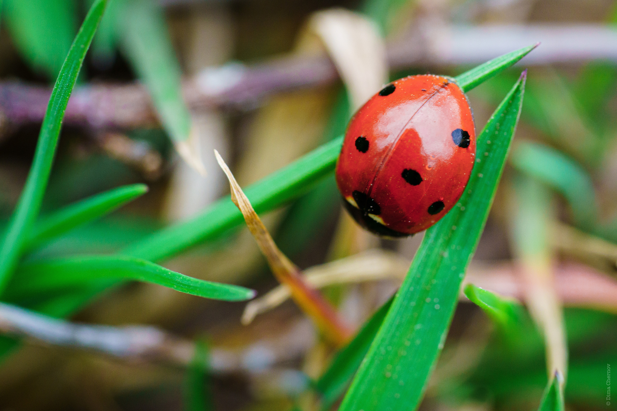 Цветы, макро. Фотографии Дмитрия Чернова