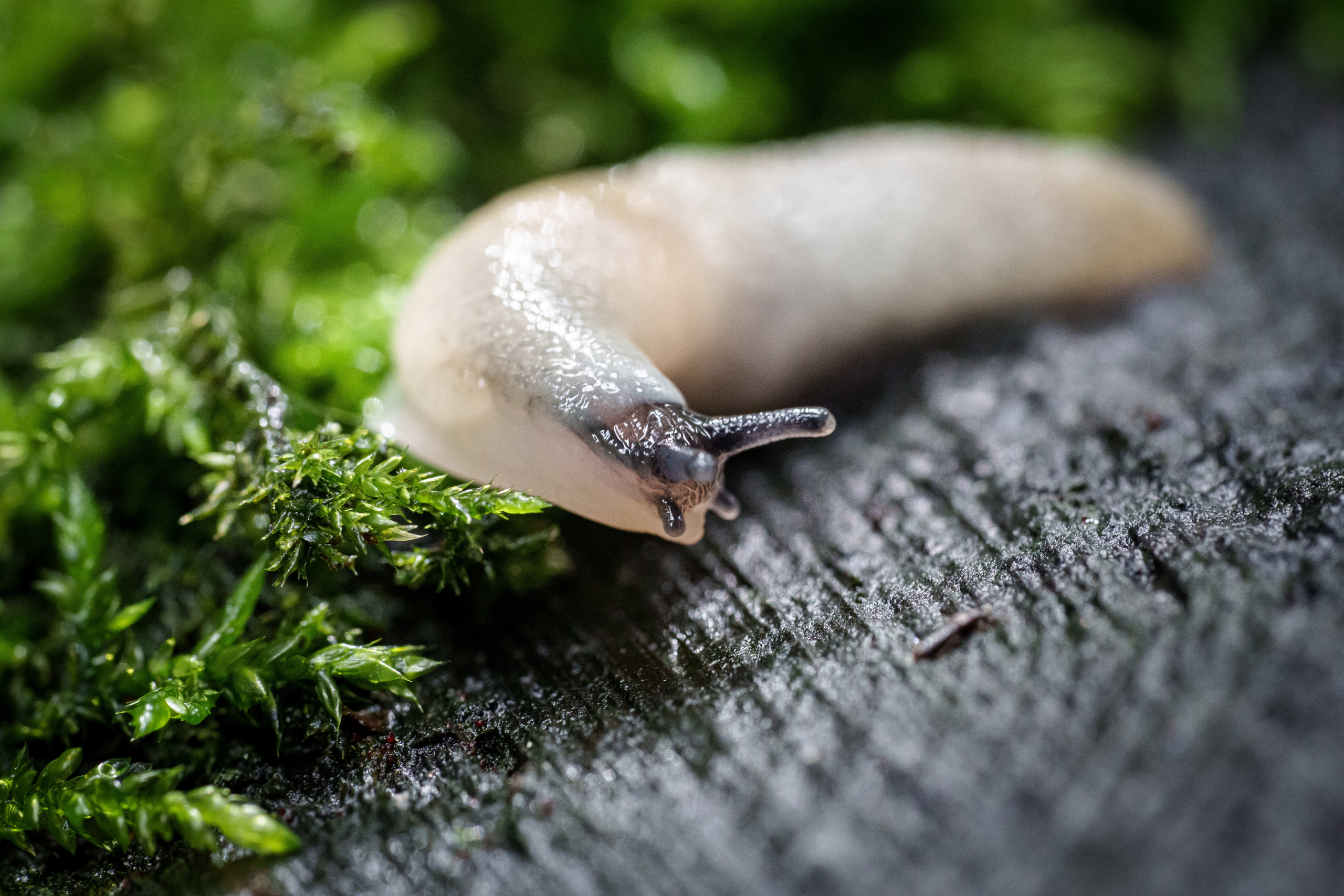 Animals, birds. Фотографии Дмитрия Чернова