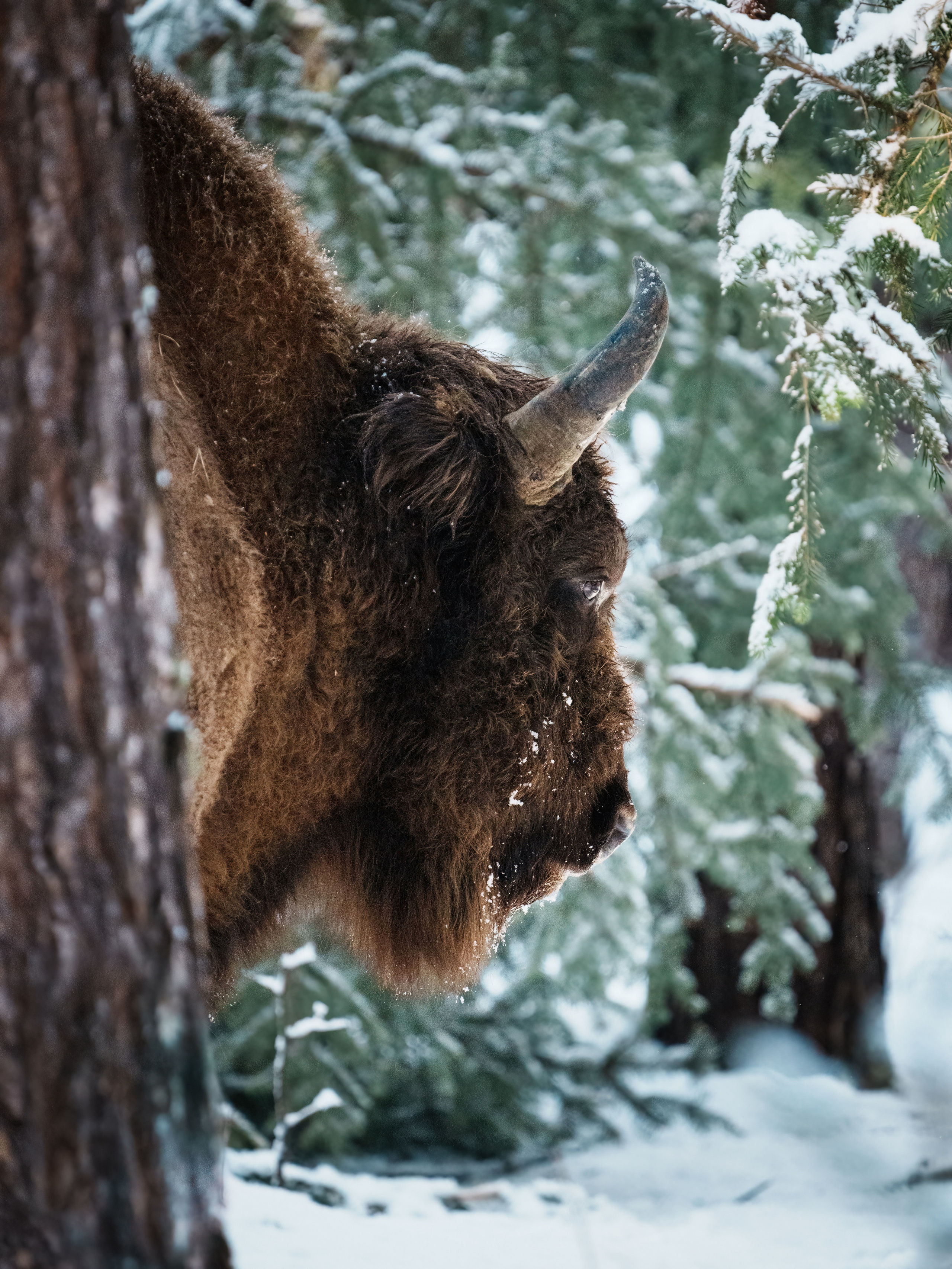 Animals, birds. Фотографии Дмитрия Чернова