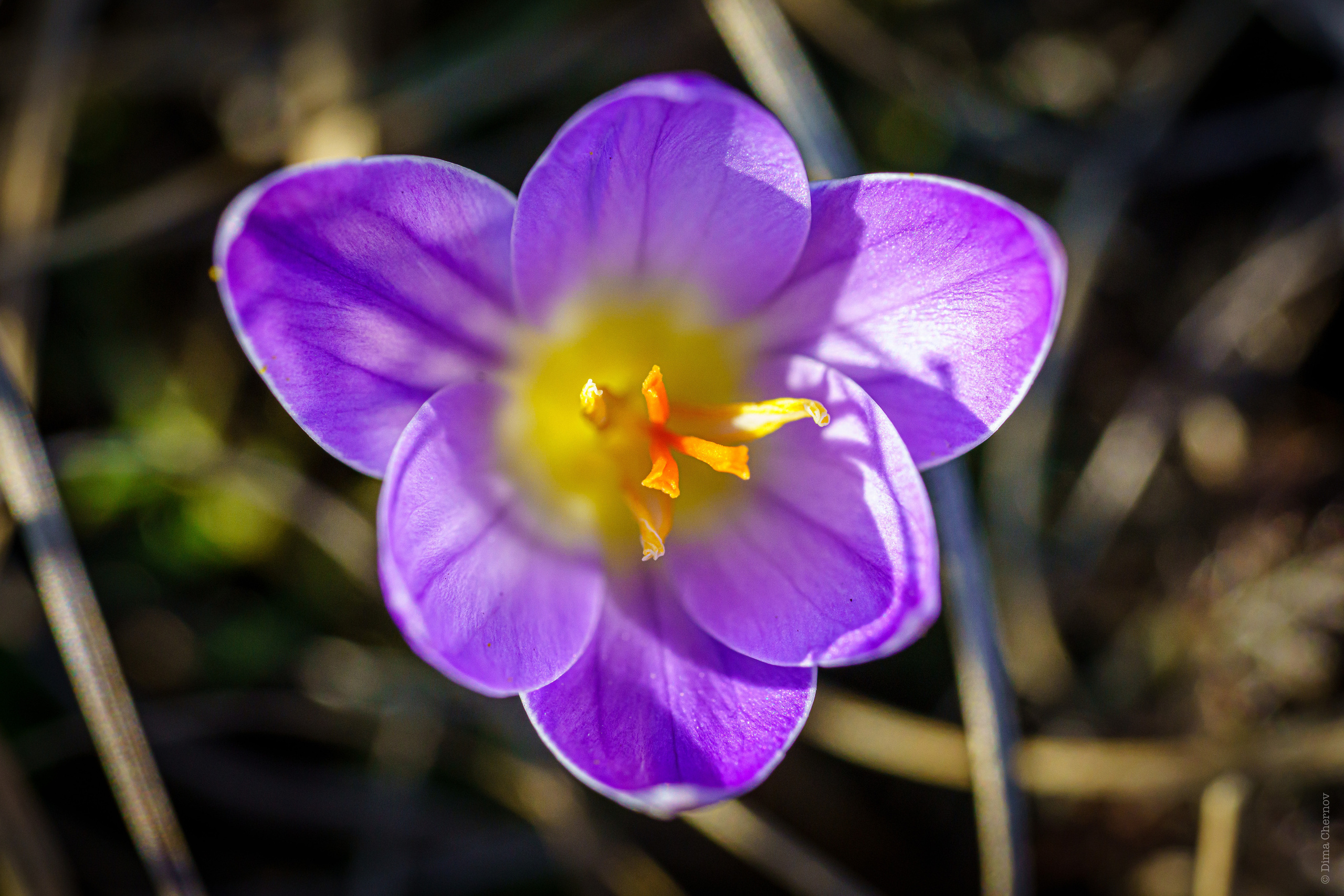 Цветы, макро. Фотографии Дмитрия Чернова