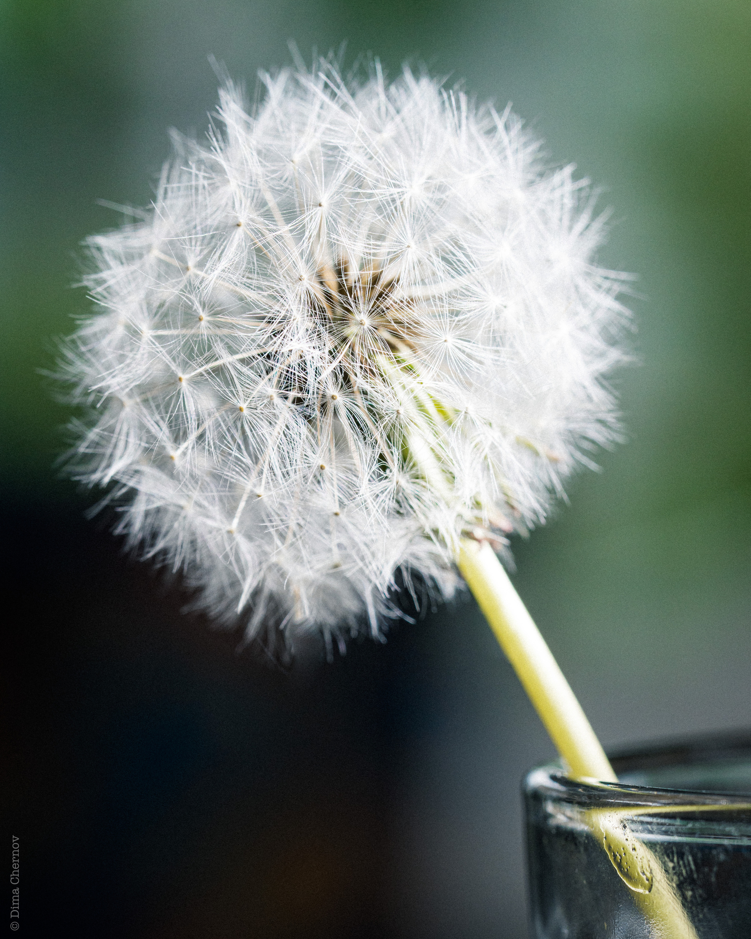 Цветы, макро. Фотографии Дмитрия Чернова