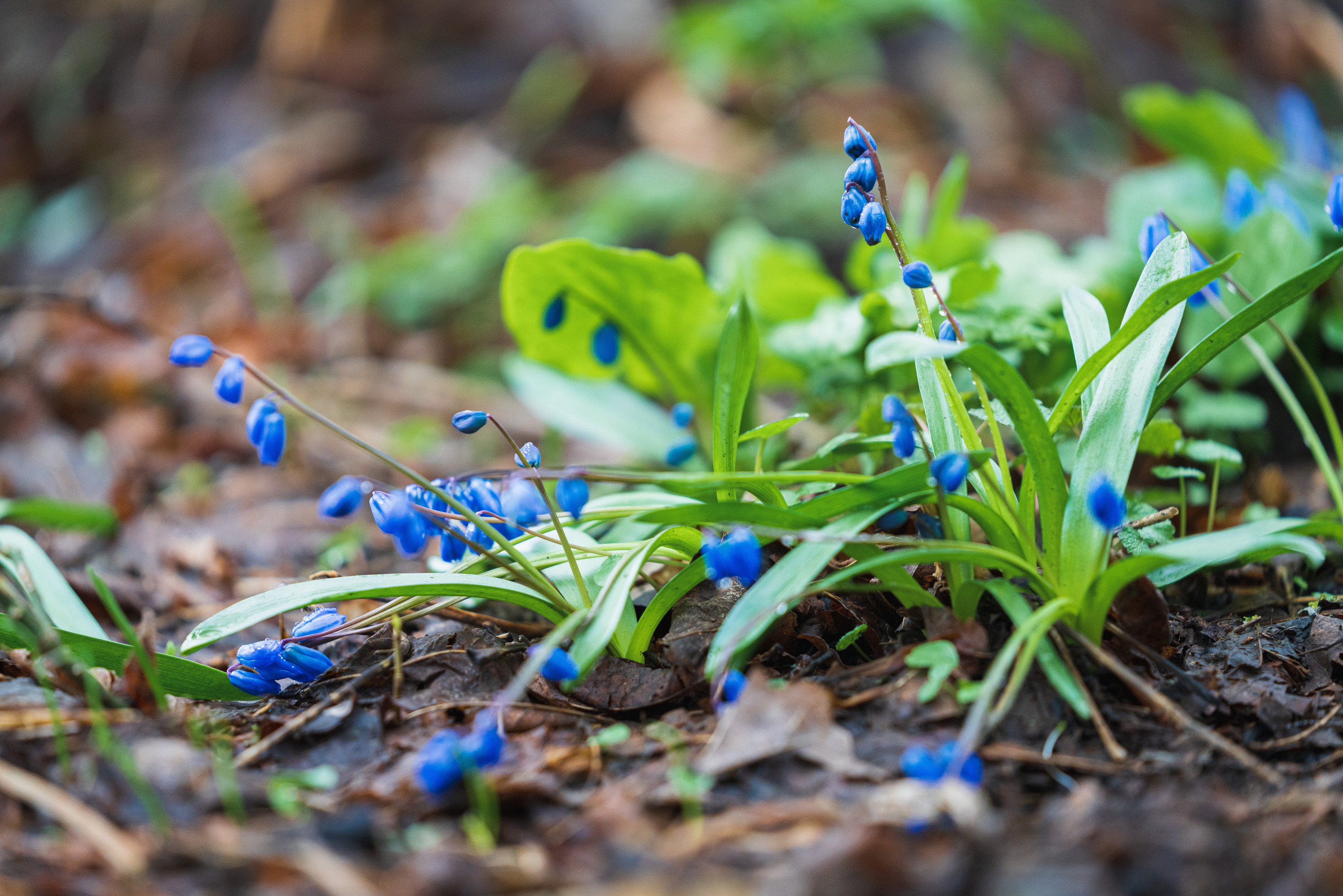 Цветы, макро. Фотографии Дмитрия Чернова