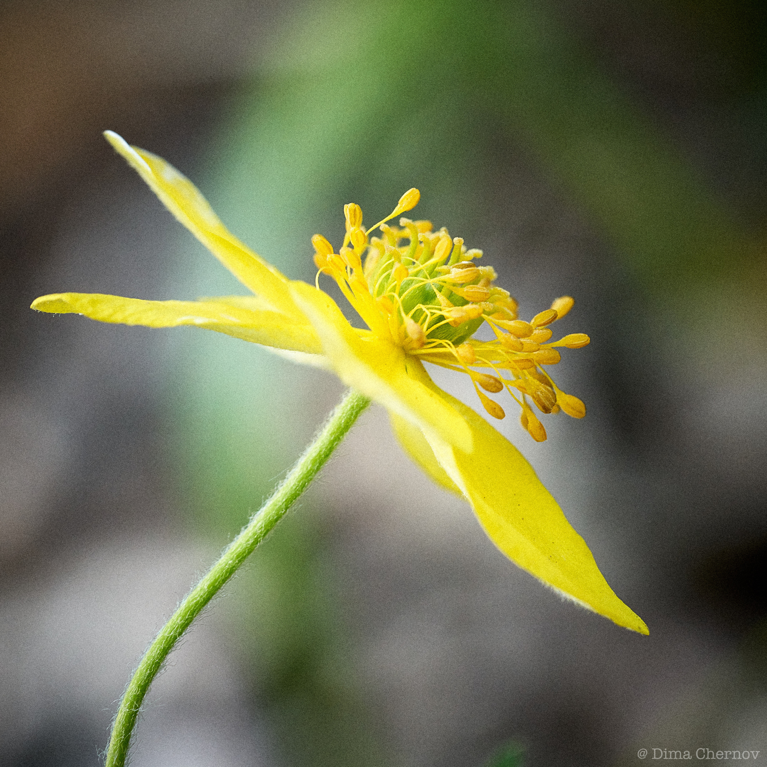 Цветы, макро. Фотографии Дмитрия Чернова