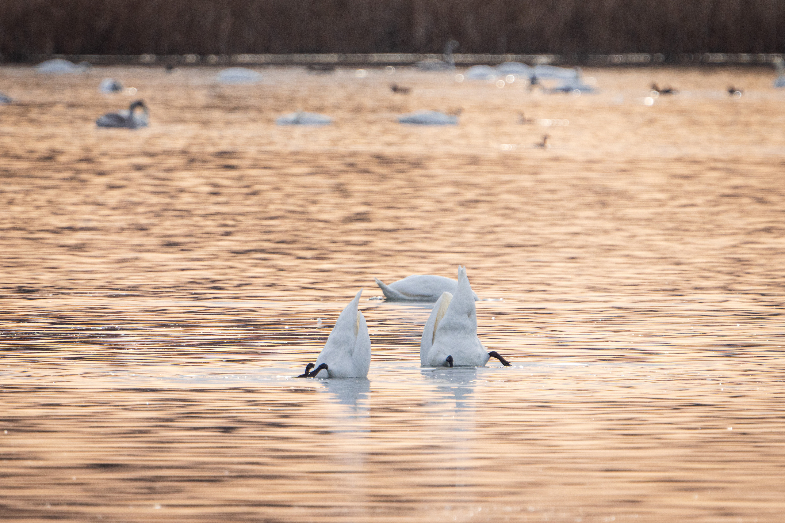 Animals, birds. Фотографии Дмитрия Чернова
