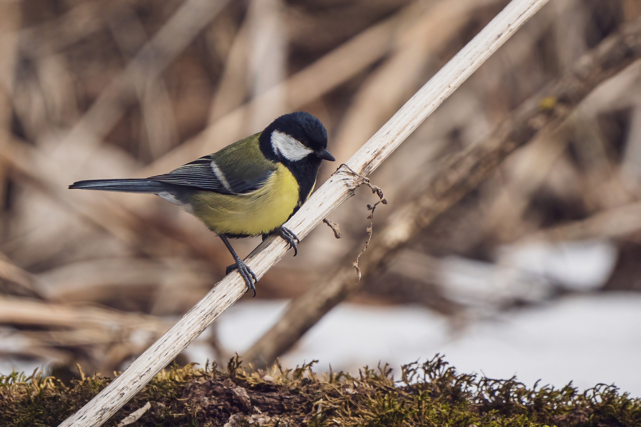 Animals, birds. Фотографии Дмитрия Чернова