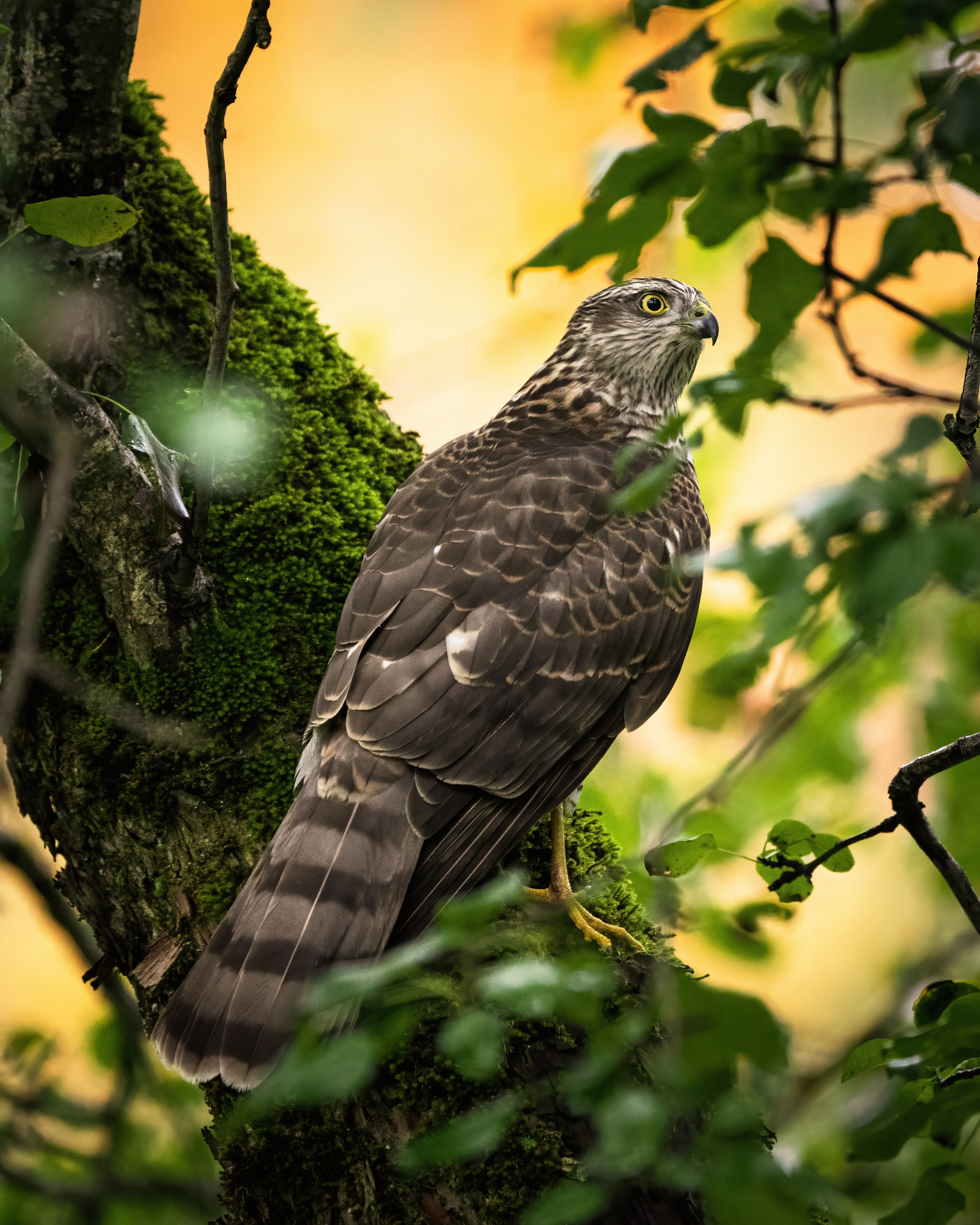 Animals, birds. Фотографии Дмитрия Чернова